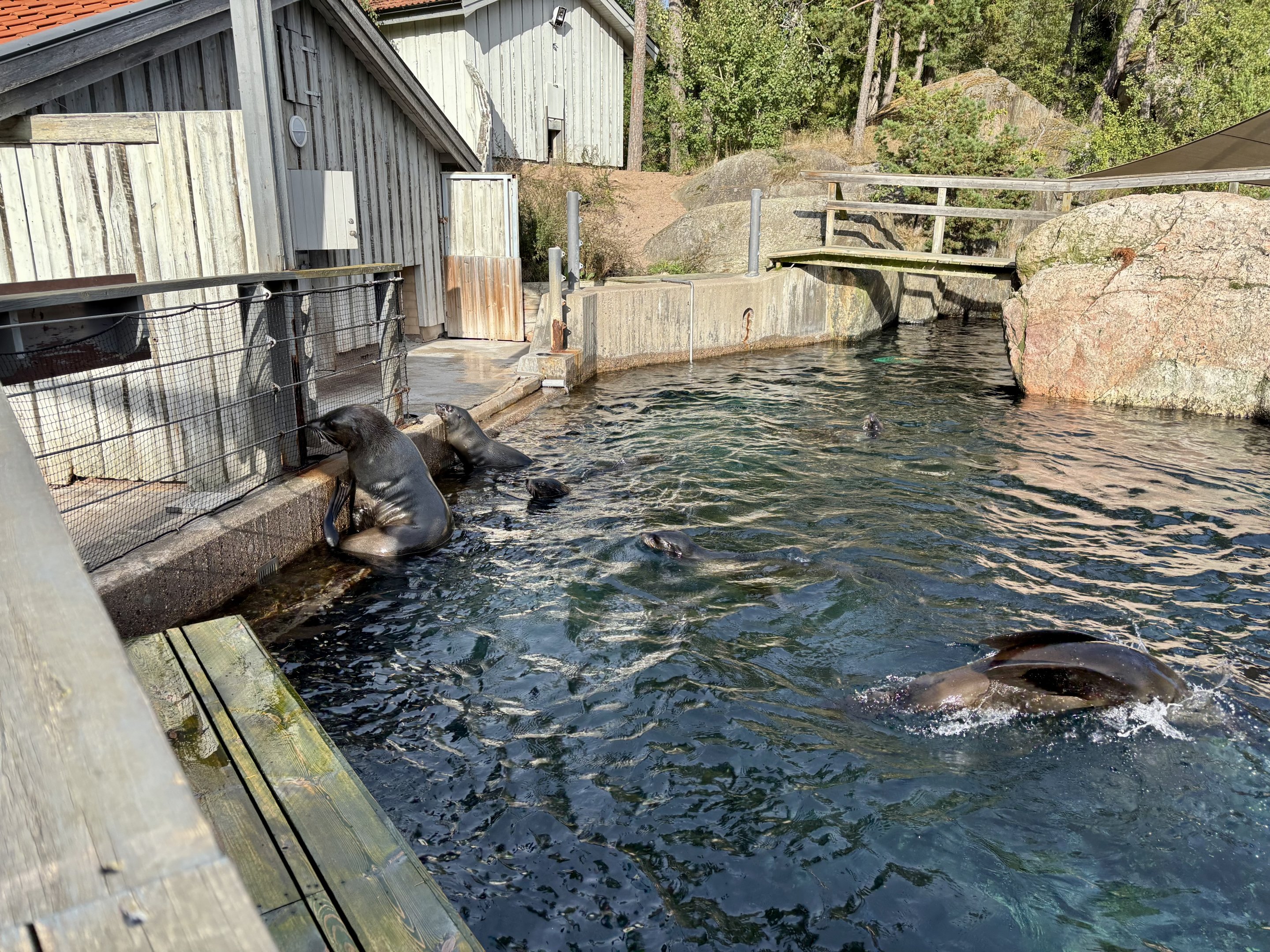 South African furseal