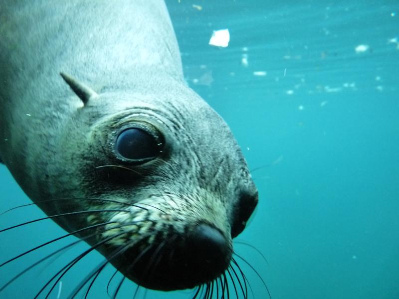 South african furseal