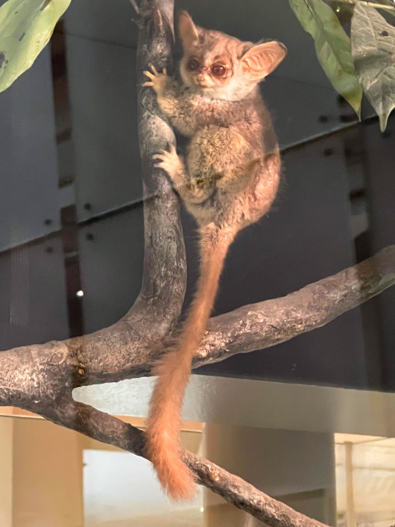 South African Galago