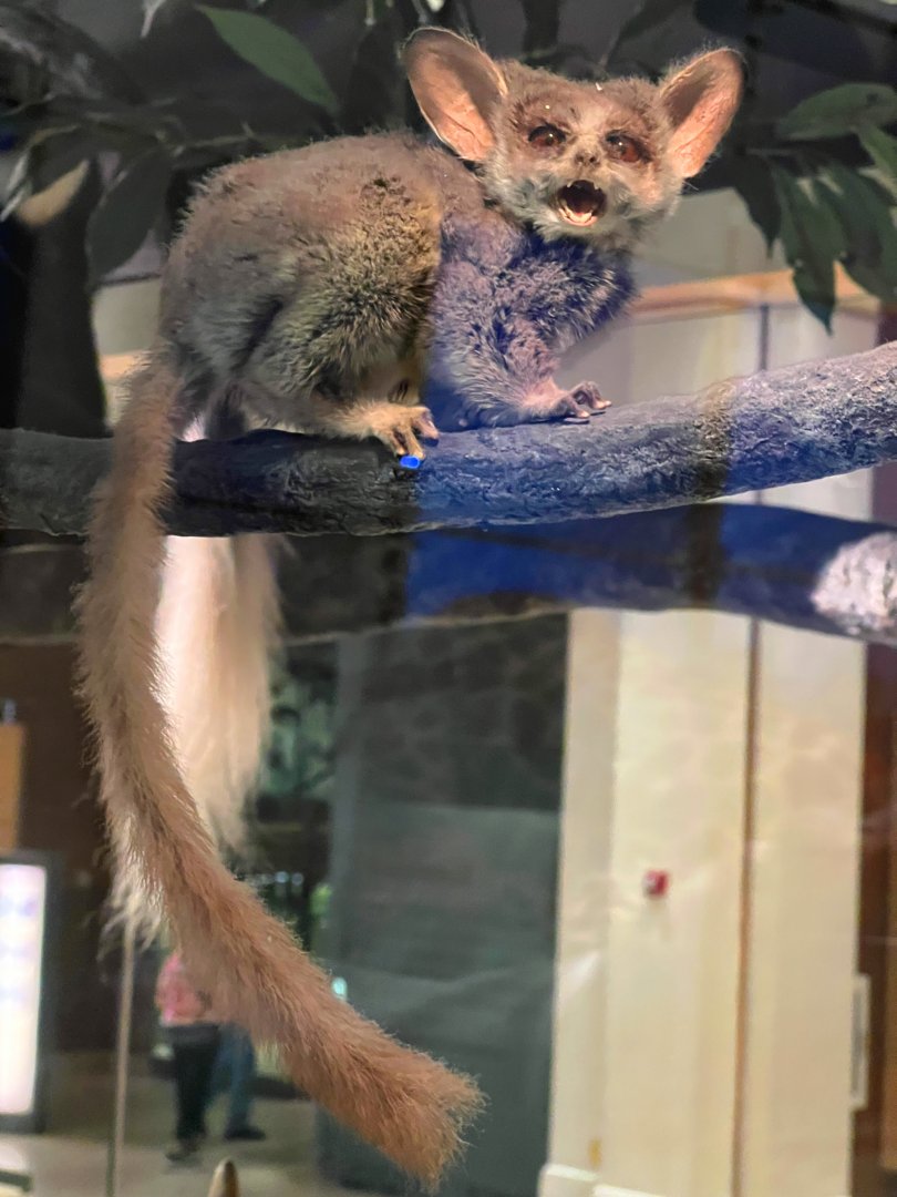 South African Galago