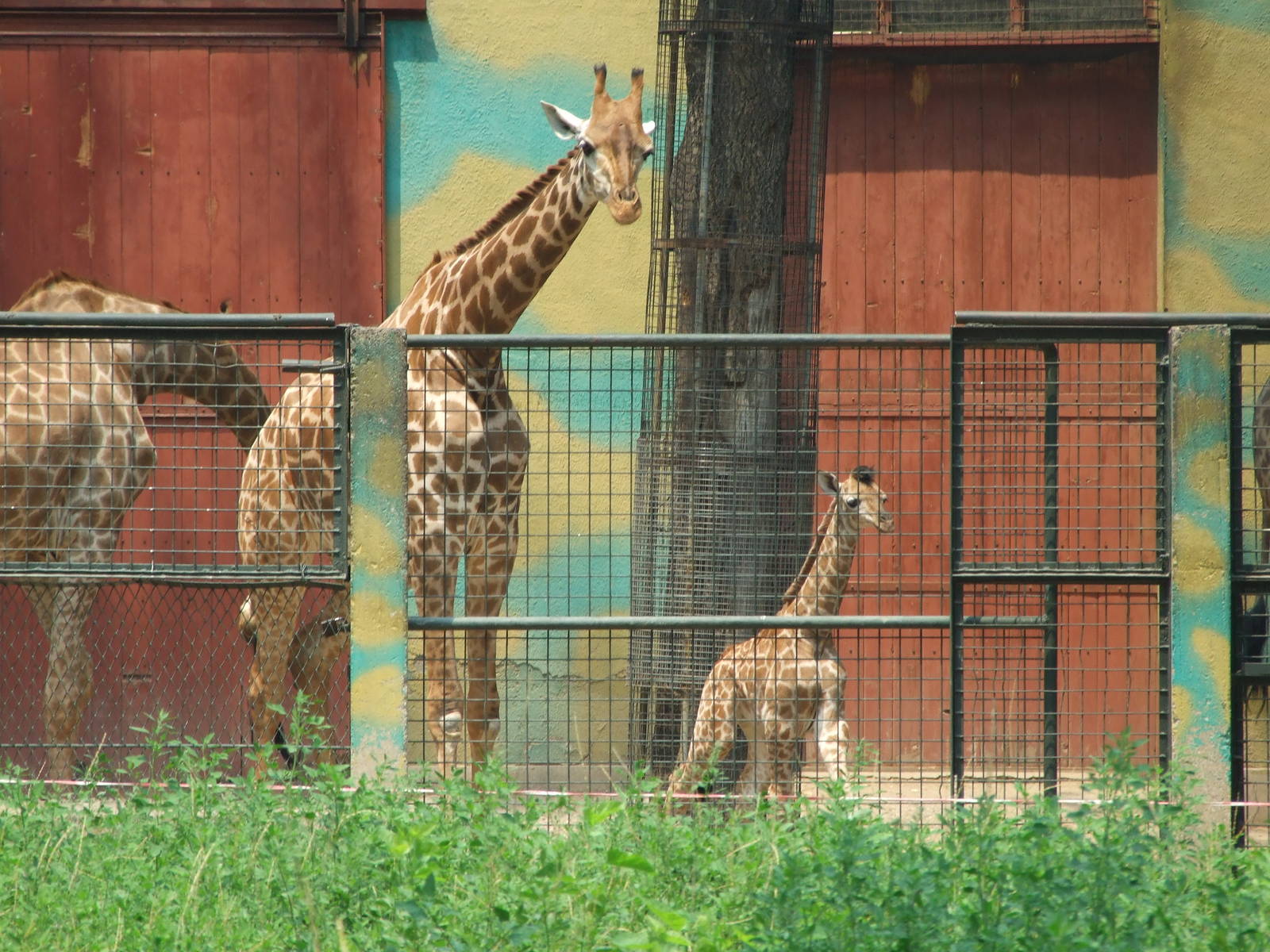 South African giraffe, 01/07/2015 born