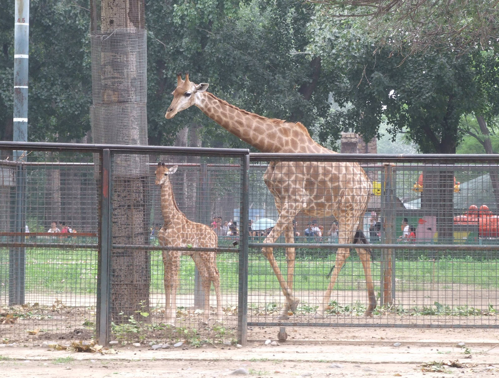 South African giraffe calf, born on 14/06/2014