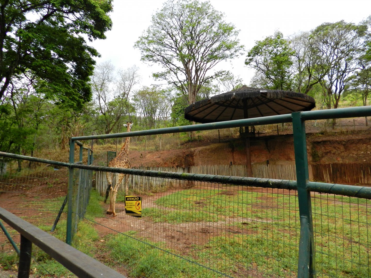 South african giraffe exhibit - Zooparque Itatiba