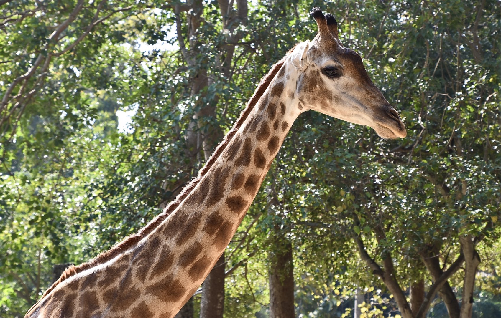 South African Giraffe (Giraffa camelopardalis giraffa)