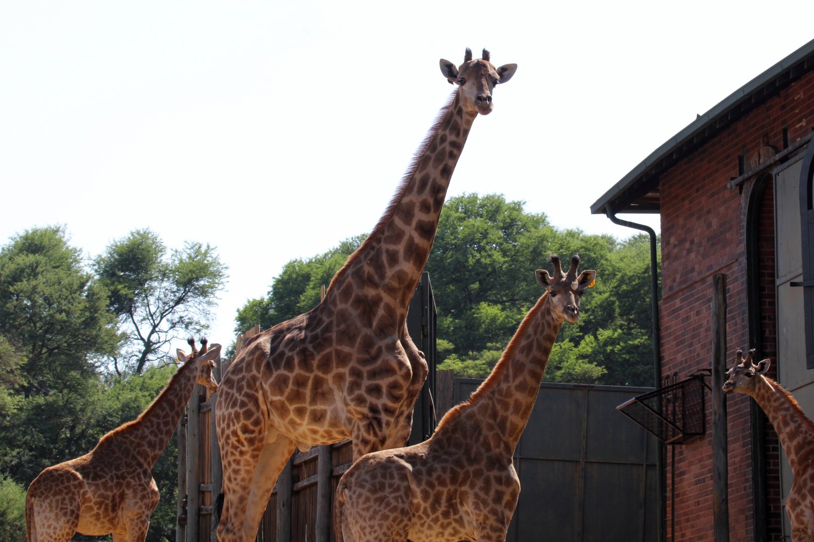 South African giraffe or Cape giraffe (Giraffa camelopardalis giraffa)