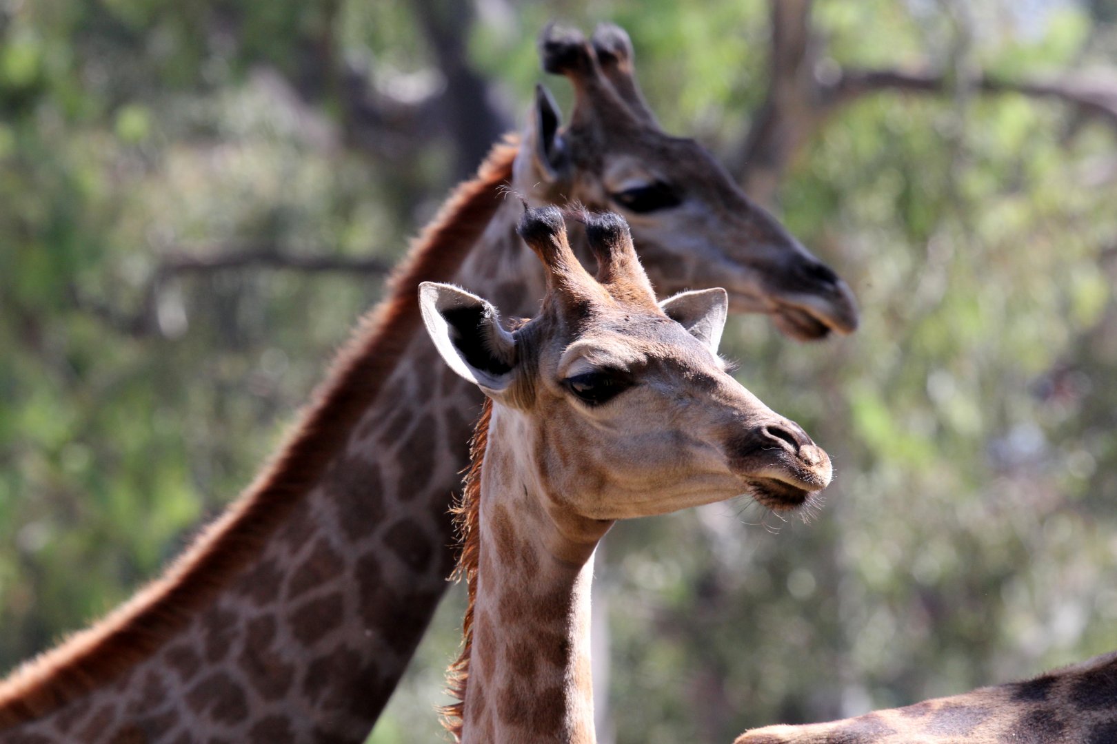 South African giraffe or Cape giraffe (Giraffa camelopardalis giraffa)