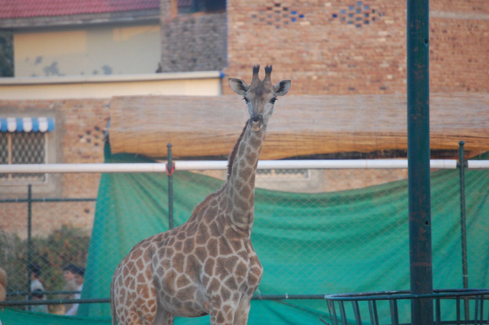 South African giraffe - Peshawar Zoo 20/10/2018