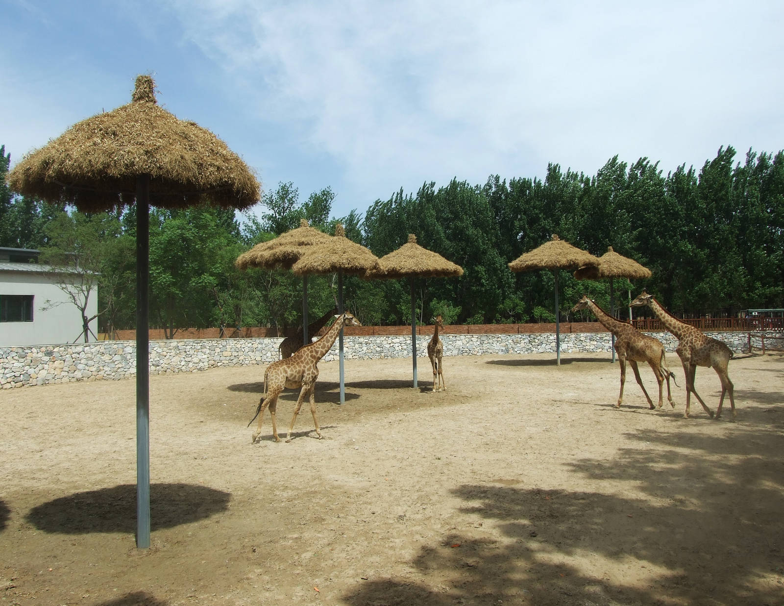 South African giraffe