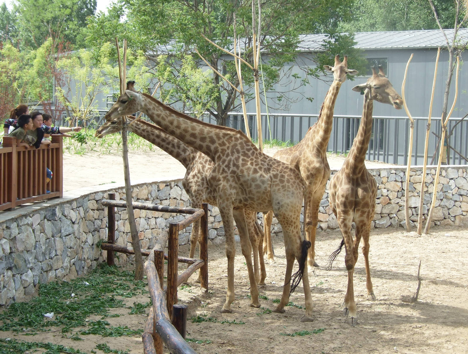 South African giraffe