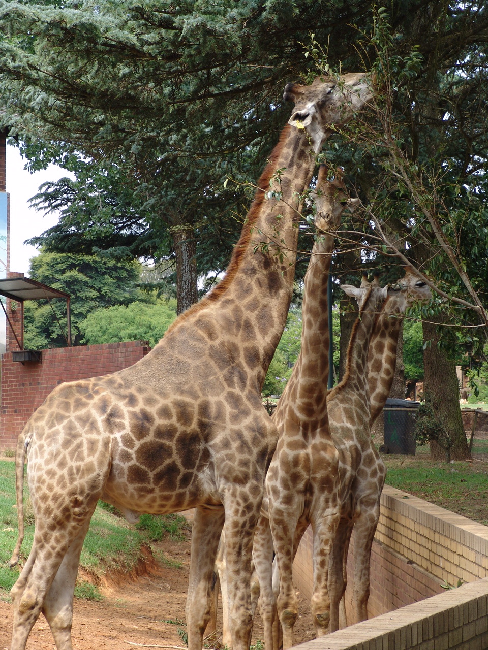 South African Giraffes (Giraffa camelopardalis giraffa)