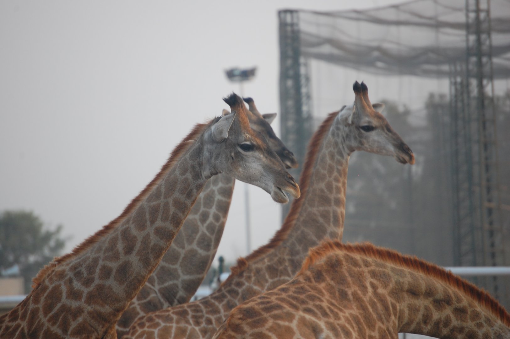 South African giraffes - Peshawar Zoo 20/10/2018