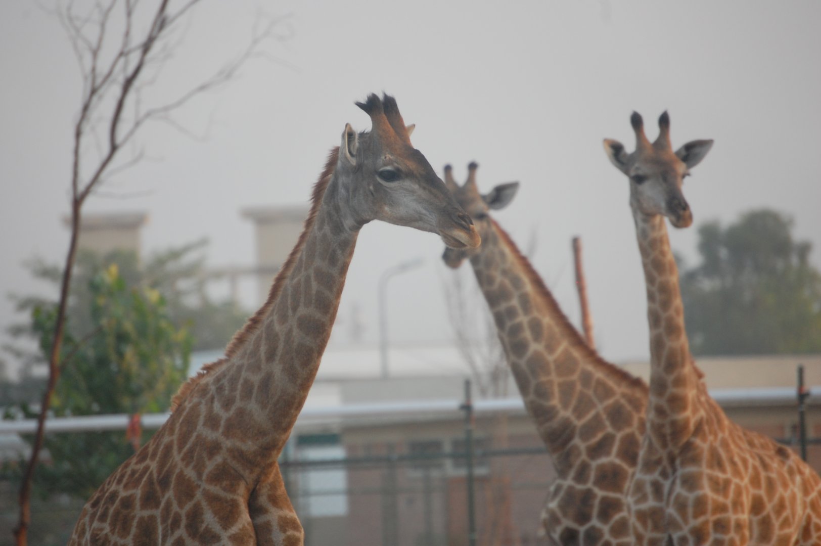 South African giraffes - Peshawar Zoo 20/10/2018
