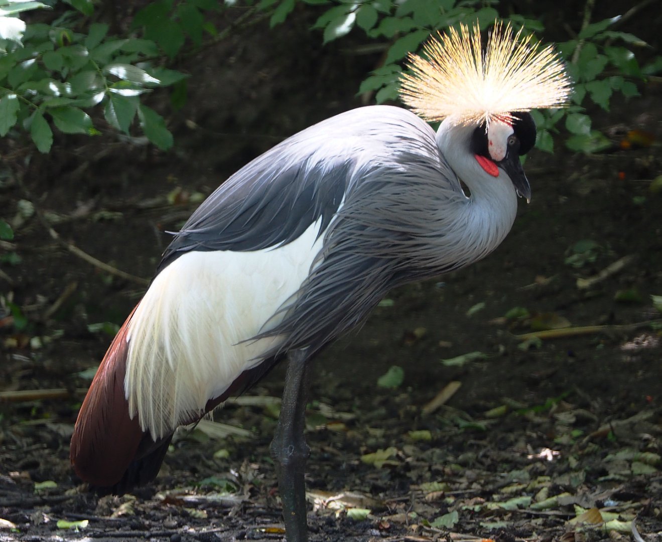 South African grey crowned crane (Balearica regulorum regulorum), 2020-06-20