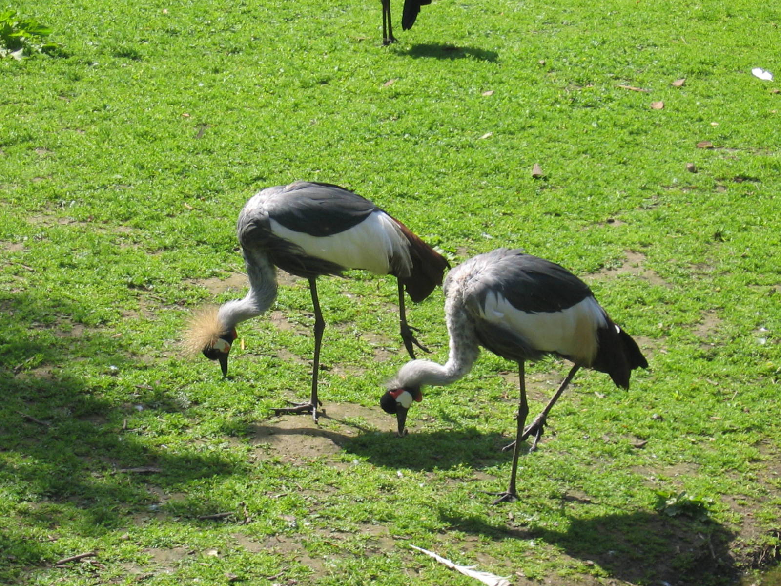 South African Grey-crowned Crane