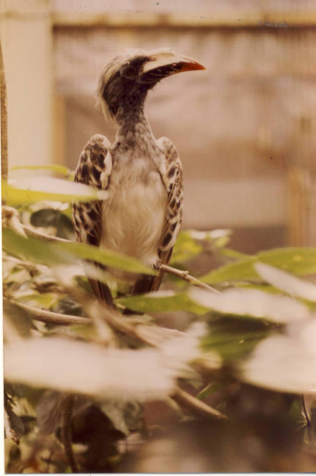 South African Grey Hornbill Chester Zoo 6 August 1988