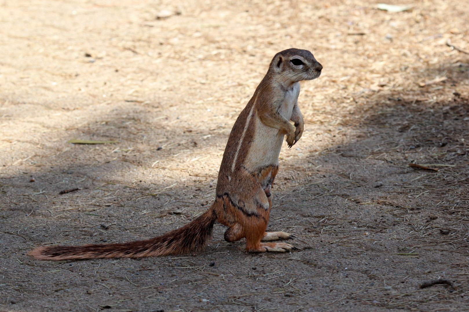 South African Ground Squirrel (Geosciurus inauris) wild on zoo grounds