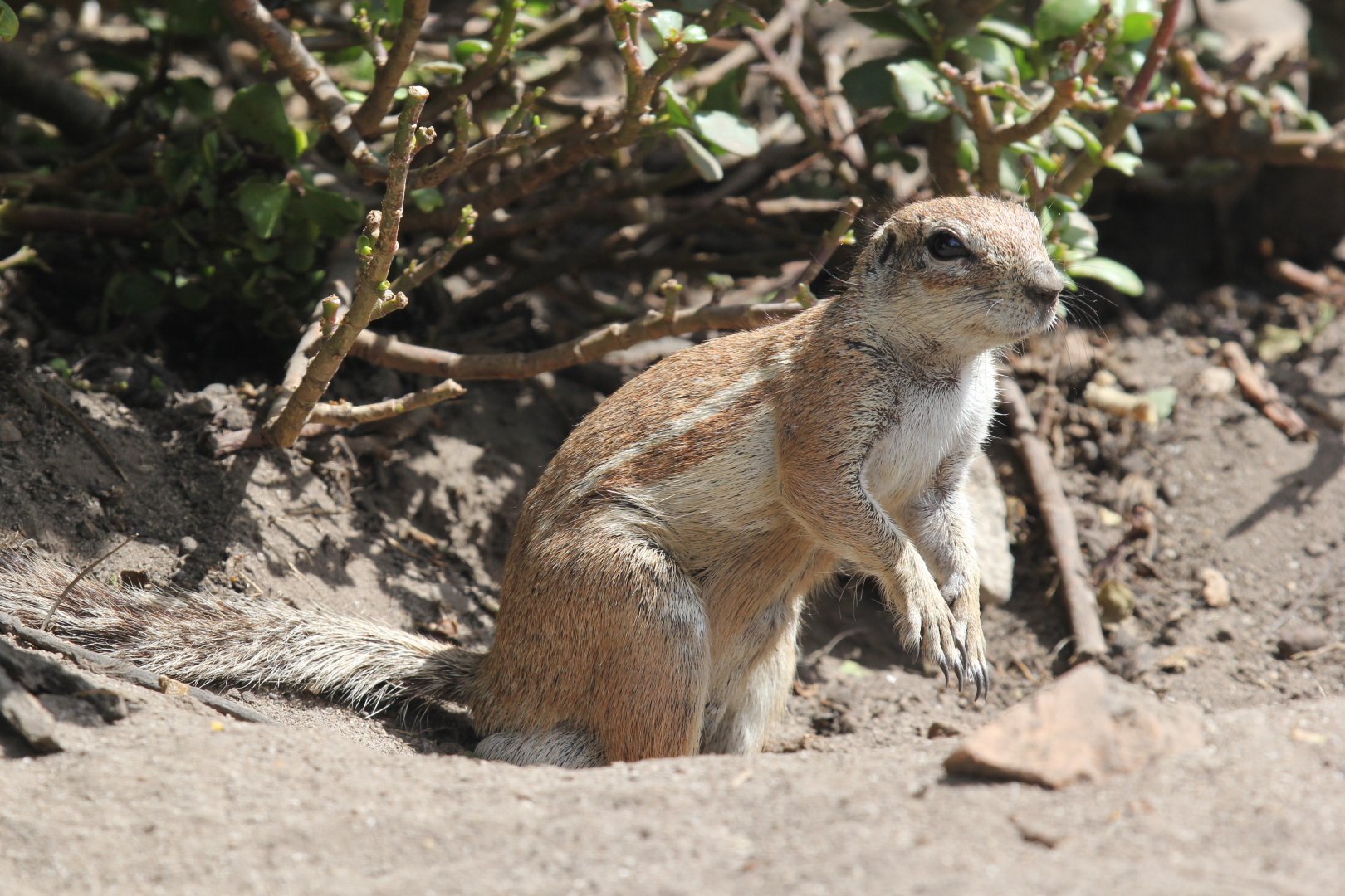 South African ground squirrel (Xerus inauris)