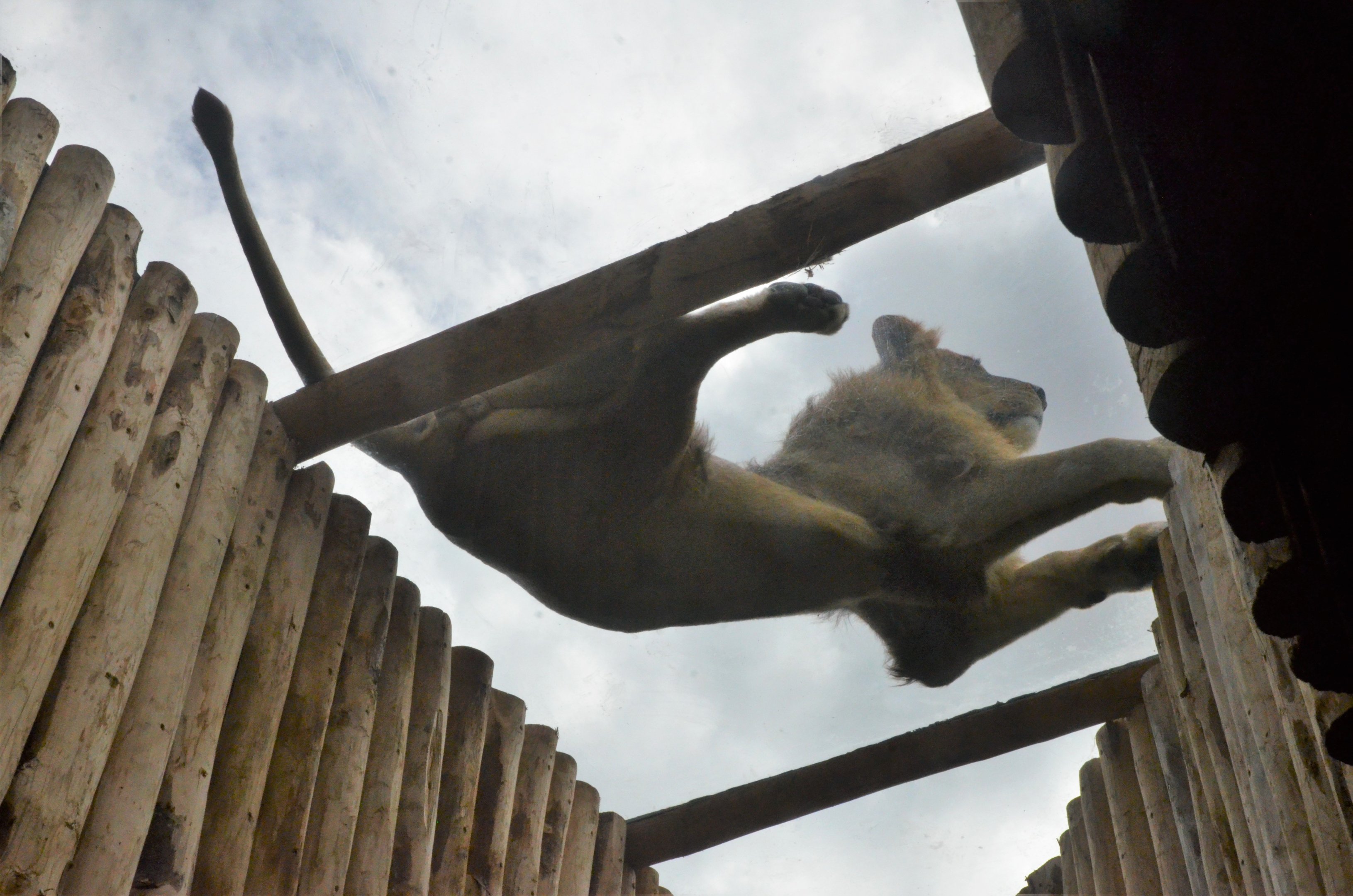South African Lion at Beauval, 12/06/18