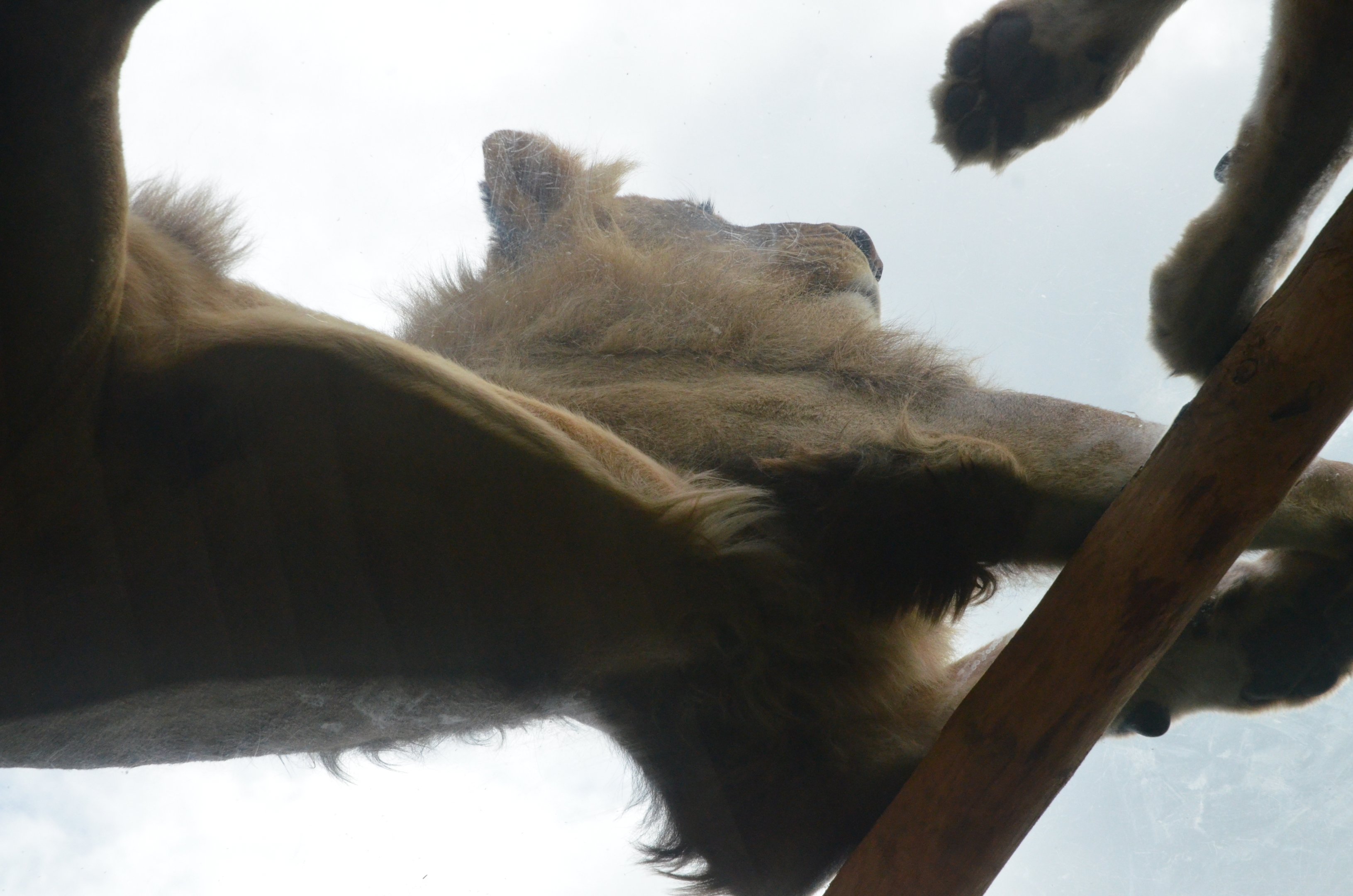 South African Lion at Beauval, 12/06/18