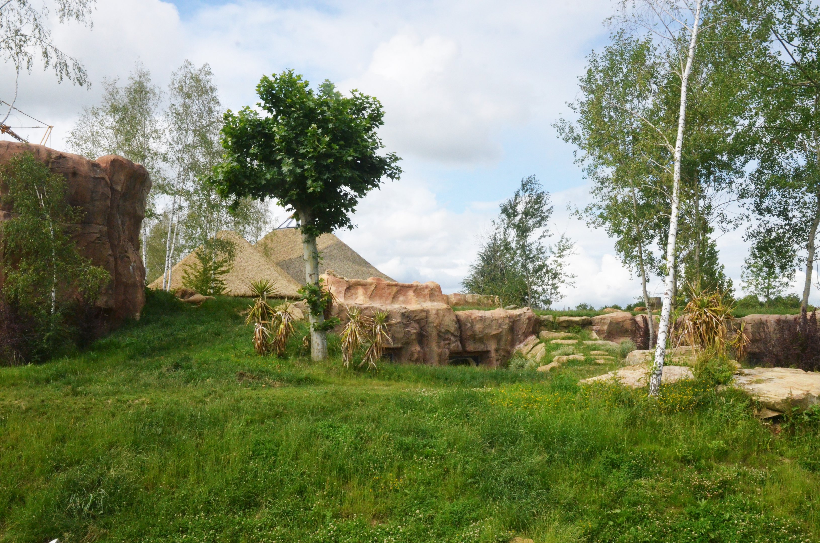 South African Lion Enclosure at Beauval, 12/06/18