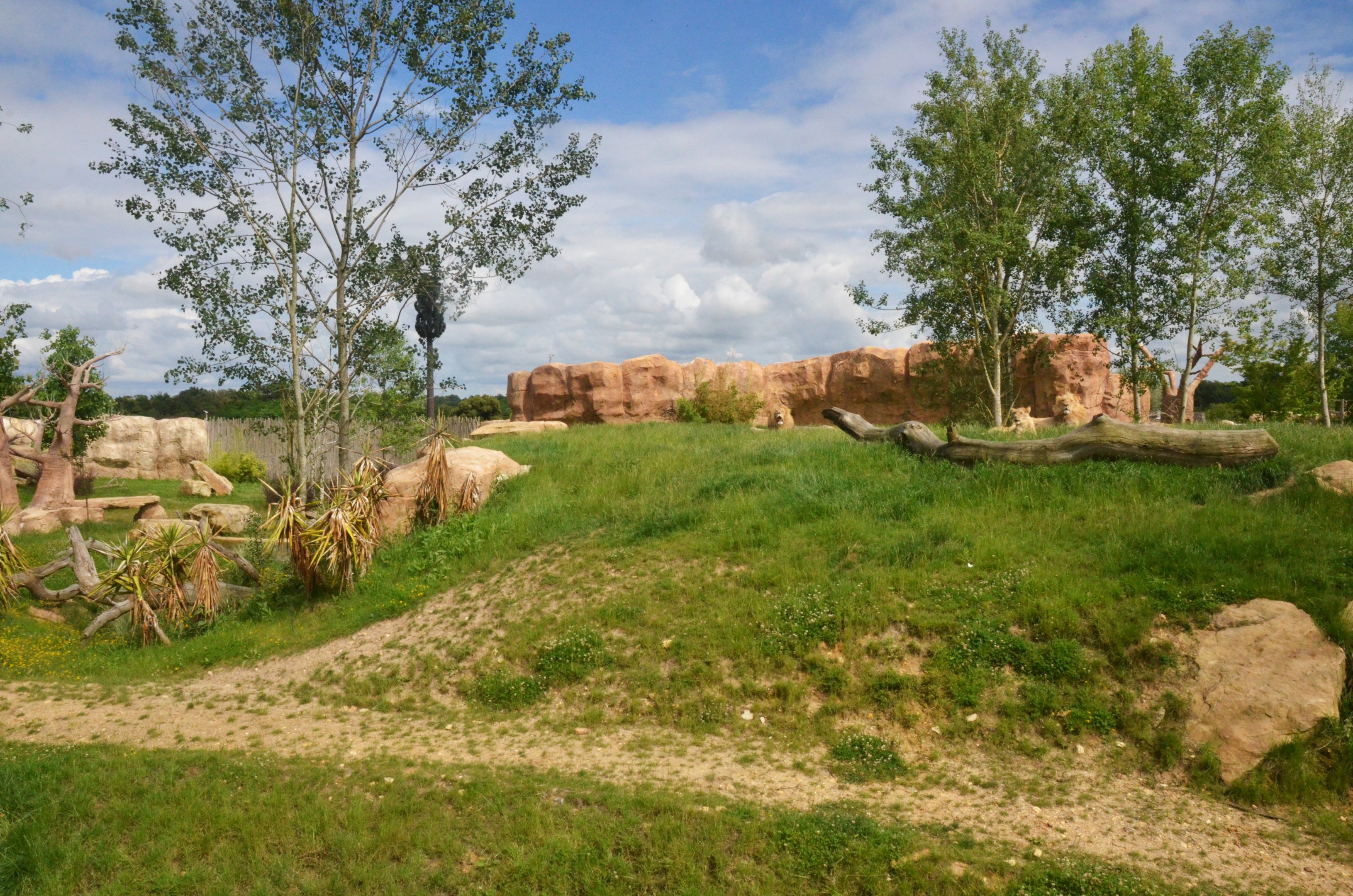 South African Lion Enclosure at Beauval, 12/06/18