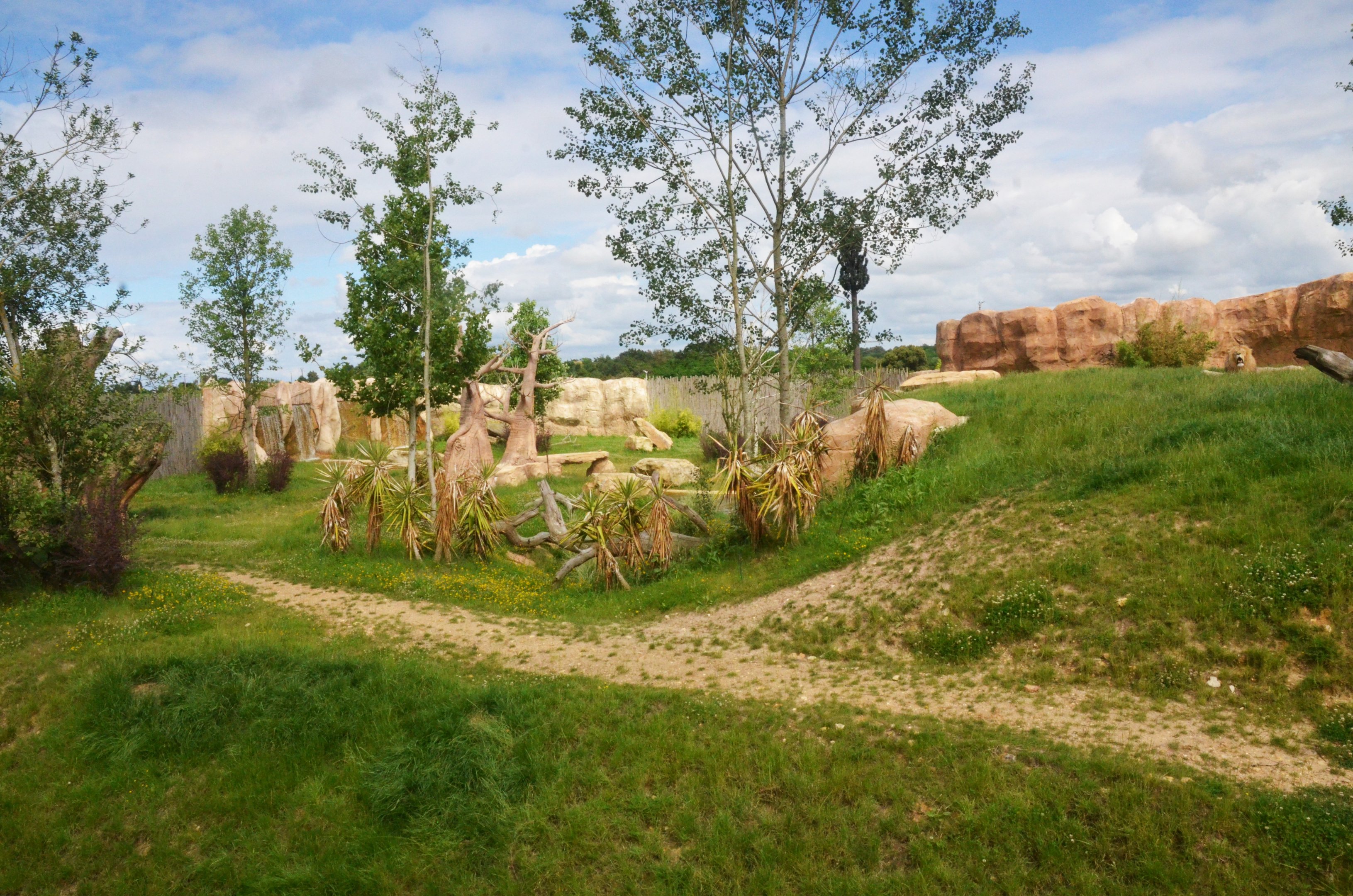 South African Lion Enclosure at Beauval, 12/06/18