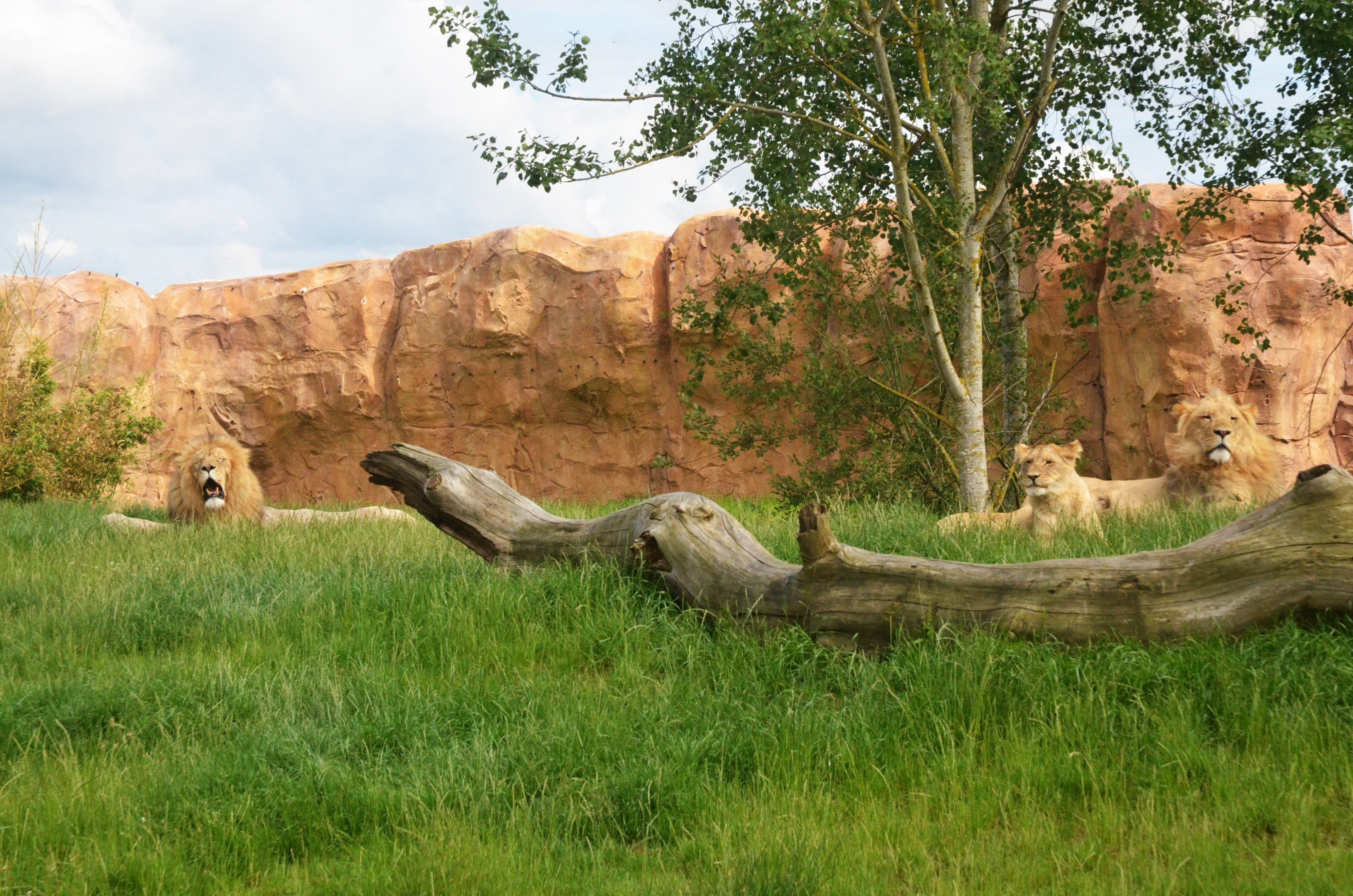 South African Lions at Beauval, 12/06/18