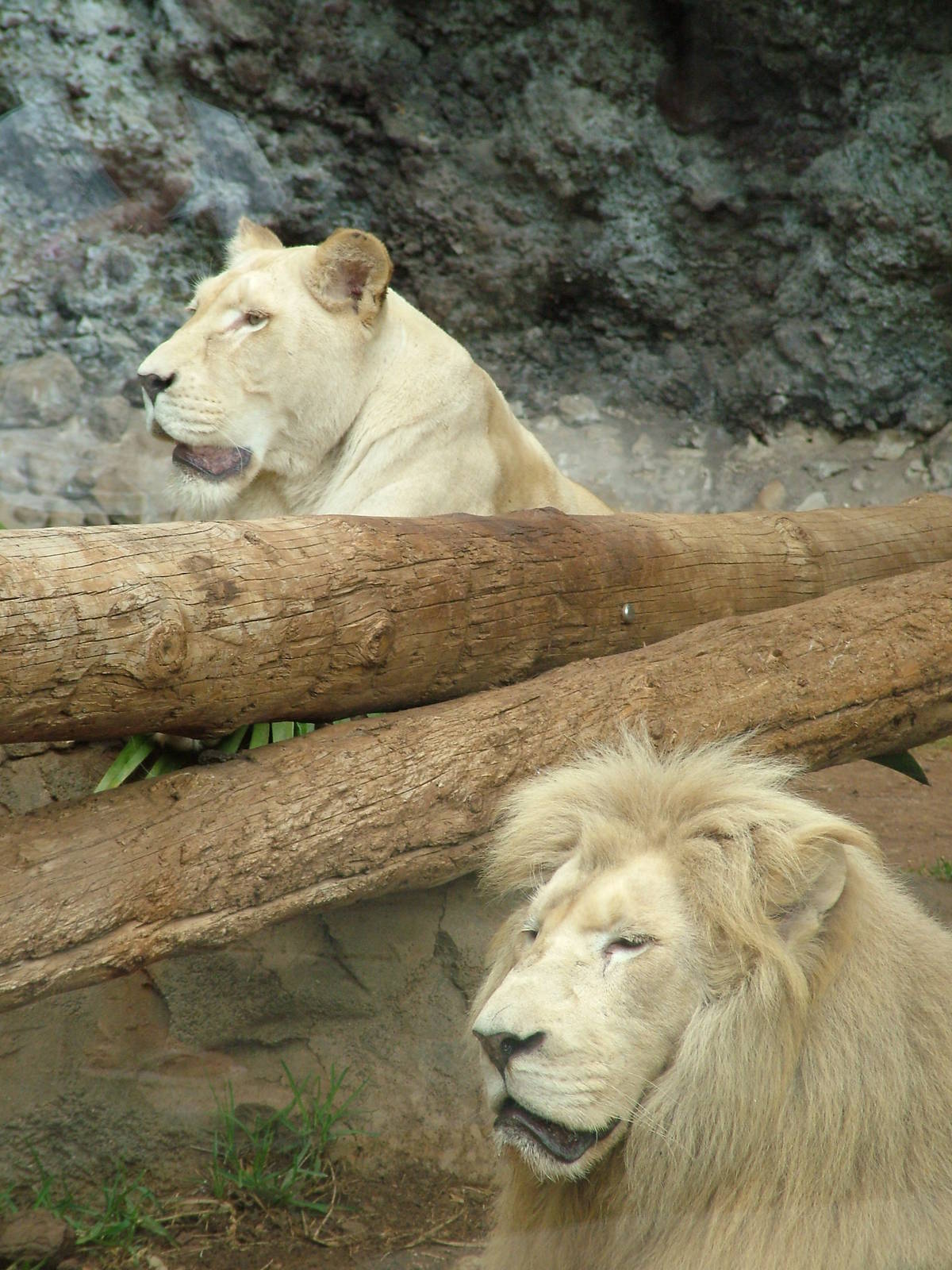 South African Lions at Jungle Park (Las Aguilas), 13/11/10
