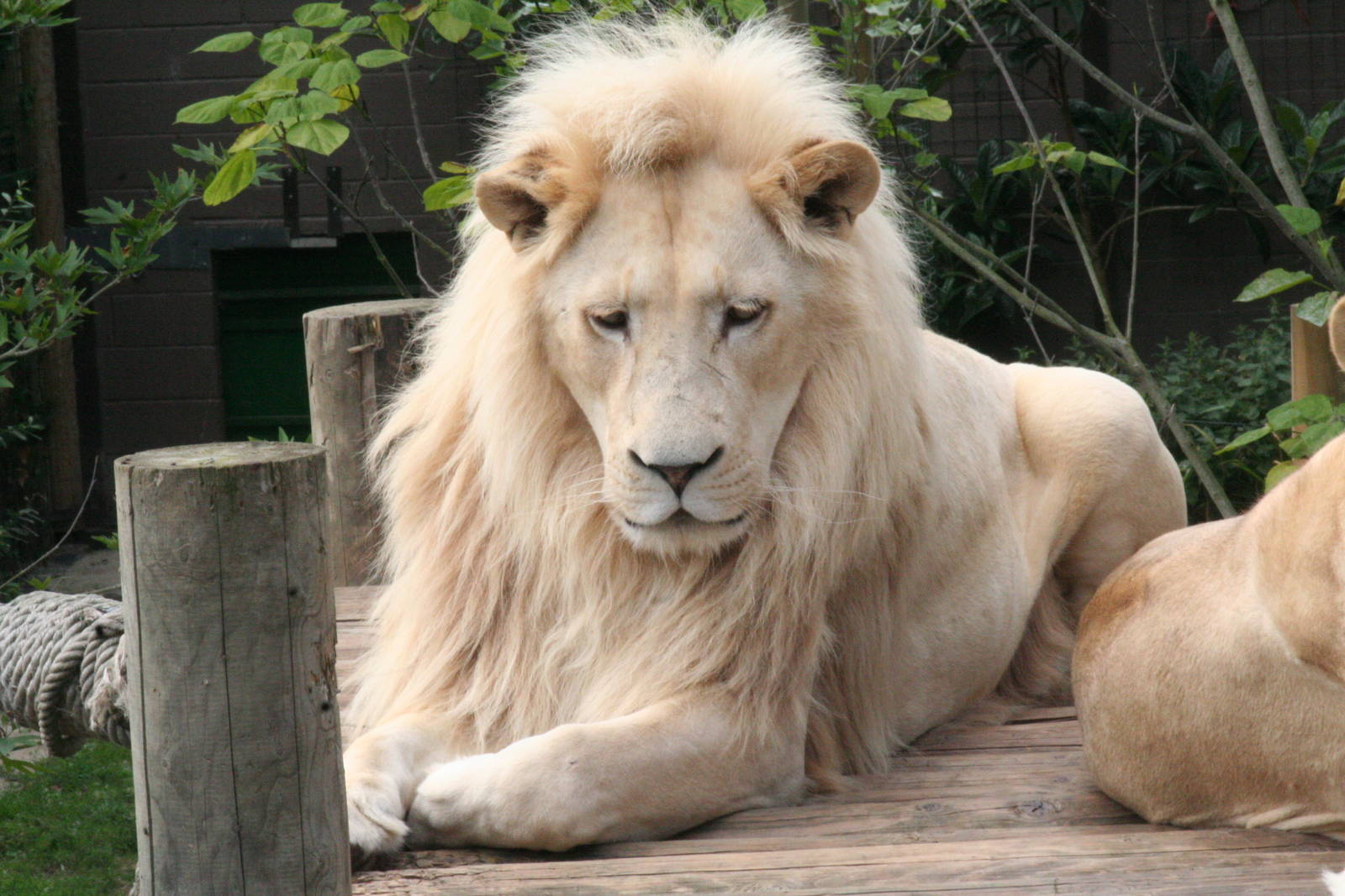 South African Lions (Panthera leo krugeri)