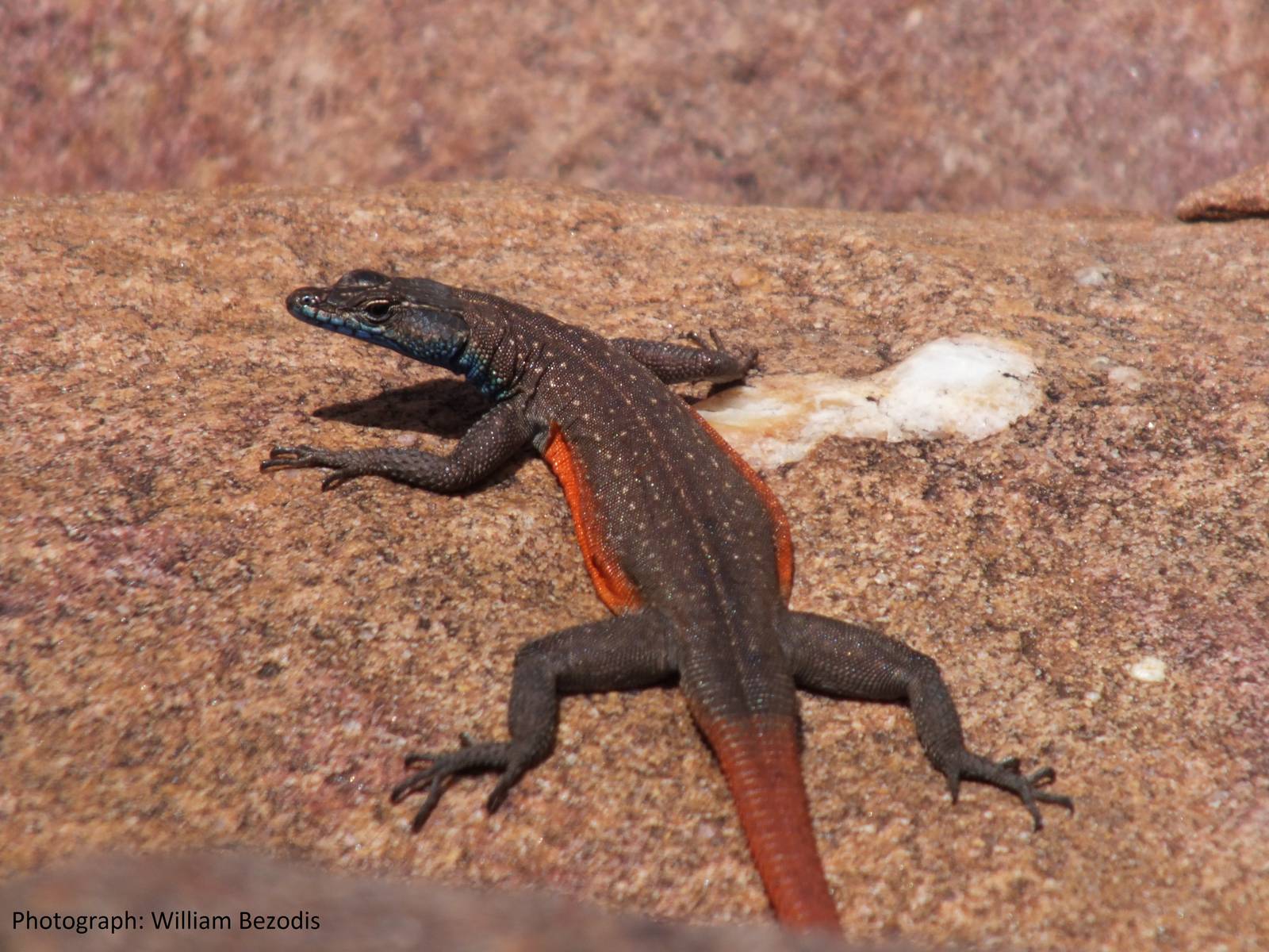 South African Lizard ID