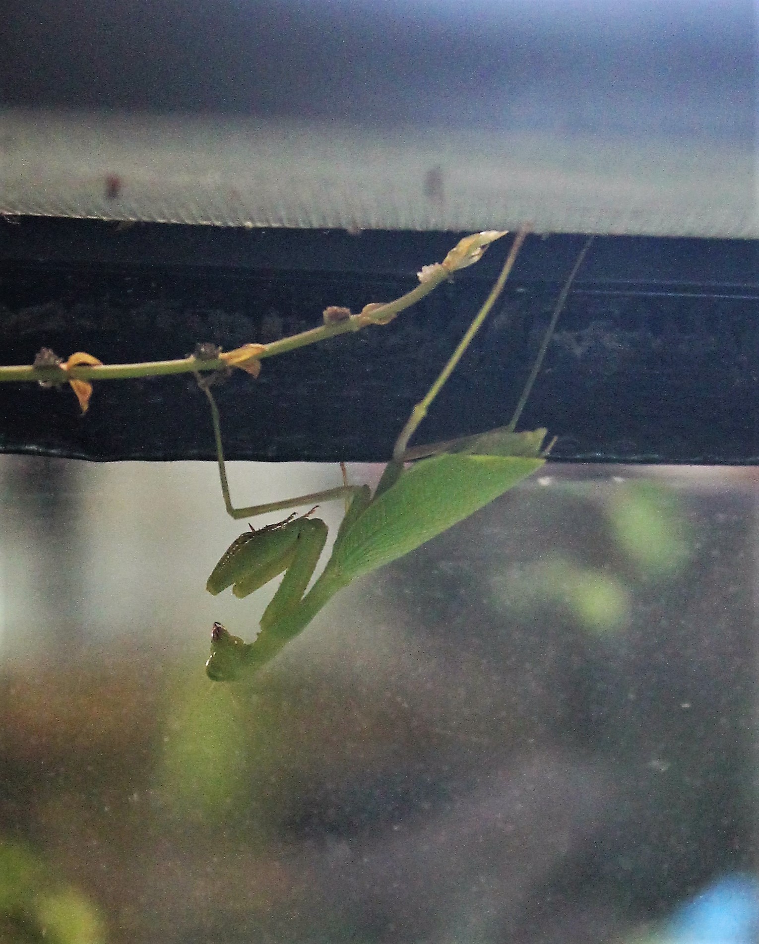 South African Mantis (Miomantis caffra)