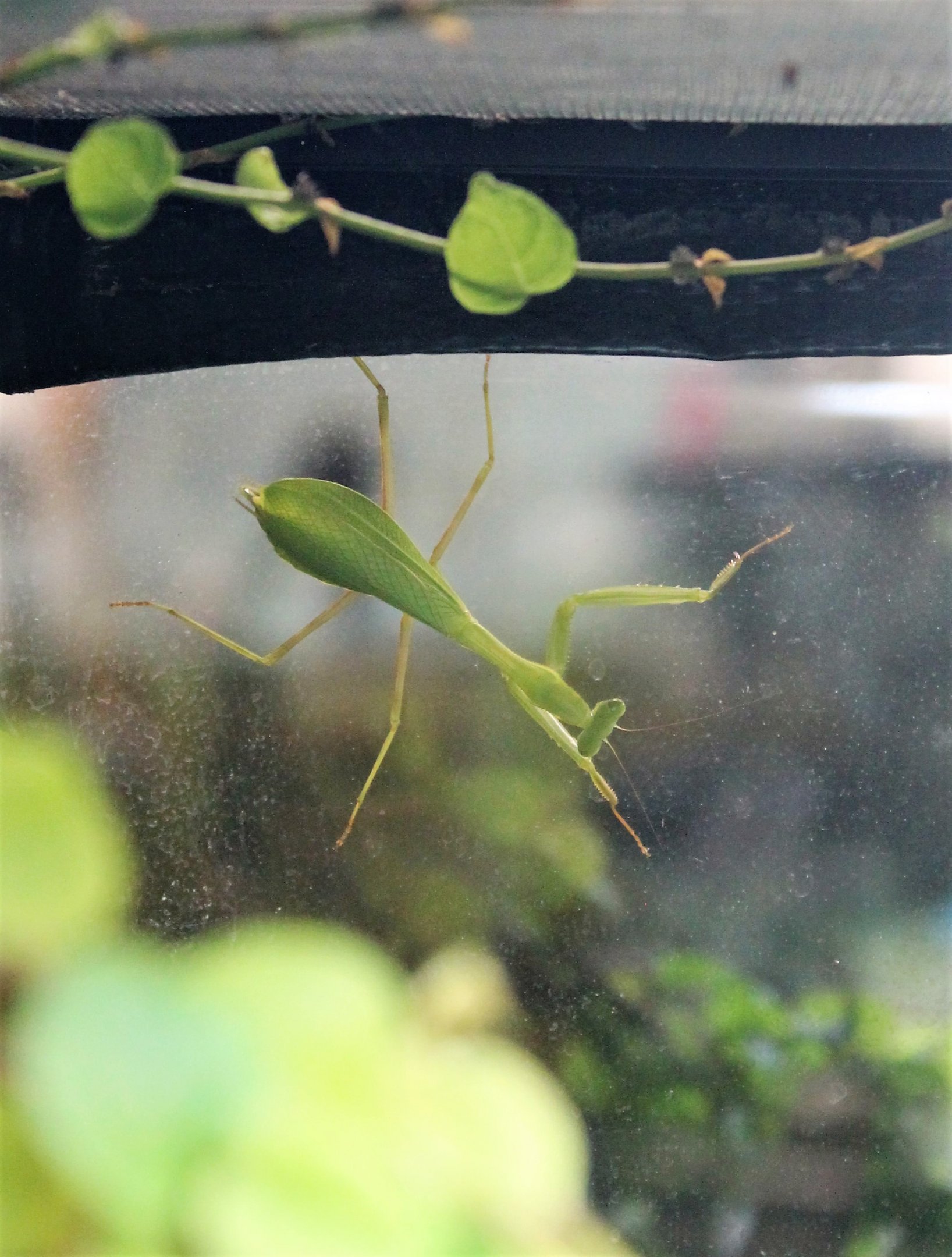 South African Mantis (Miomantis caffra)