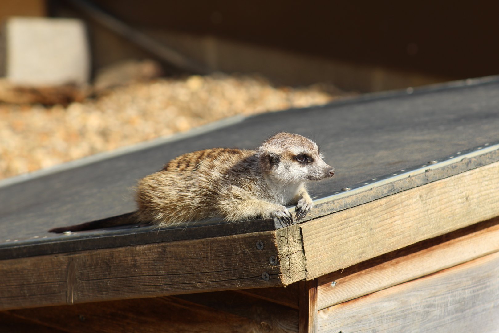 South African Meerkat