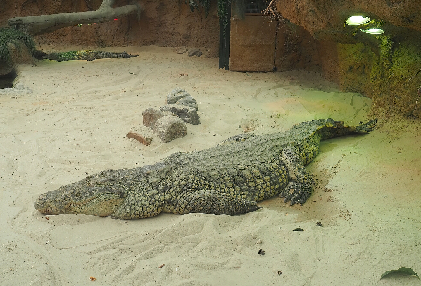 South African Nile crocodile (Crocodylus niloticus cowiei), 2022-06-12