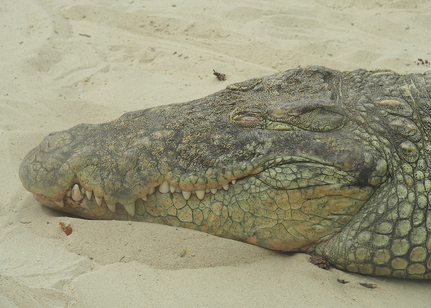 South African Nile crocodile (Crocodylus niloticus cowiei), 2022-06-12