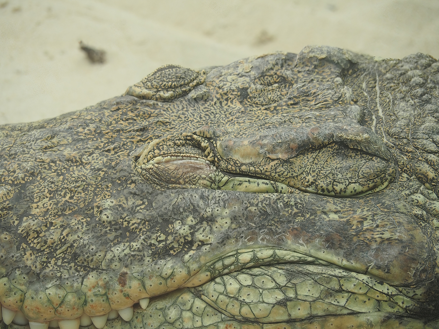 South African Nile crocodile (Crocodylus niloticus cowiei), 2022-06-12