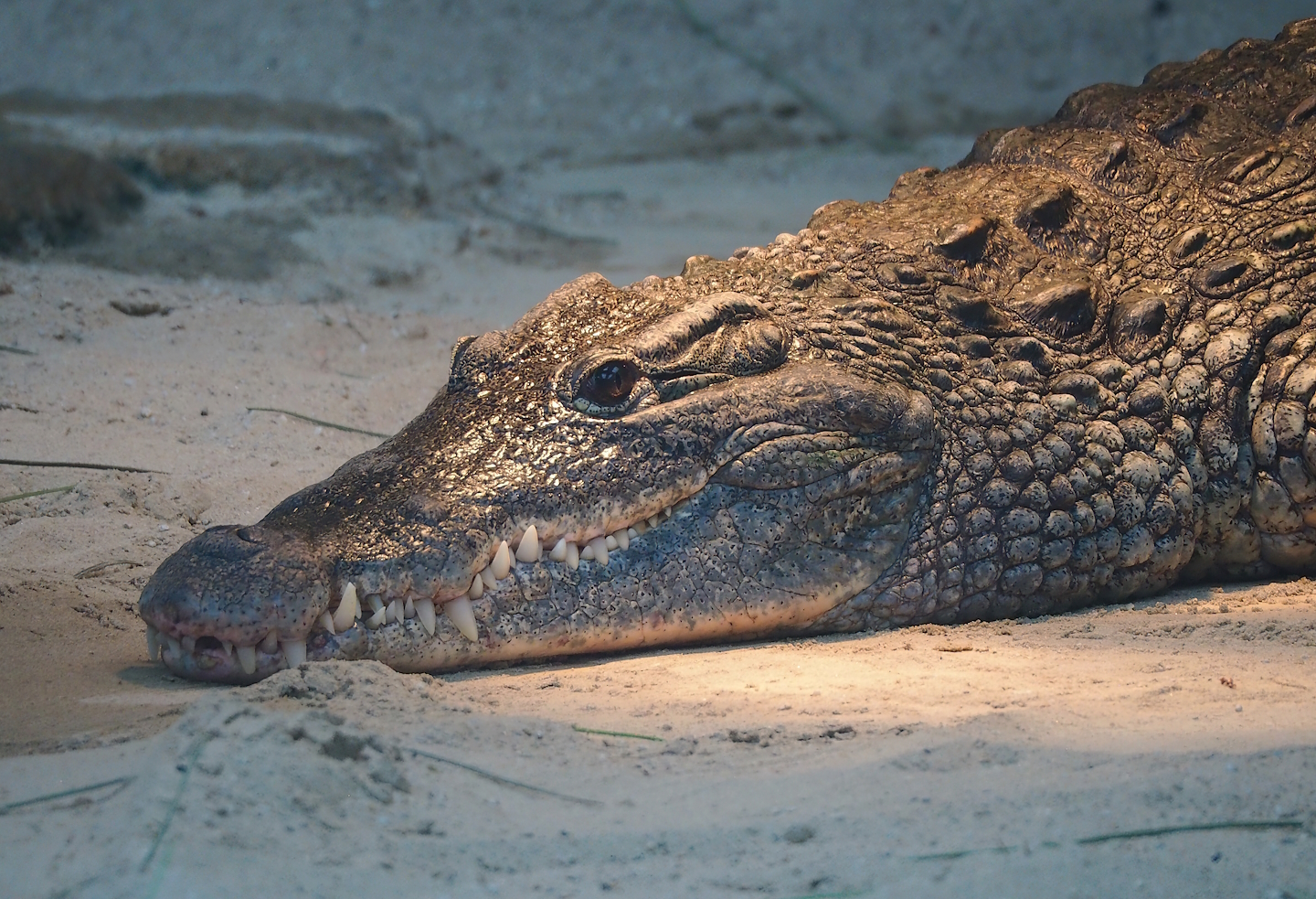 South African Nile crocodile (Crocodylus niloticus cowiei), 2023-08-15