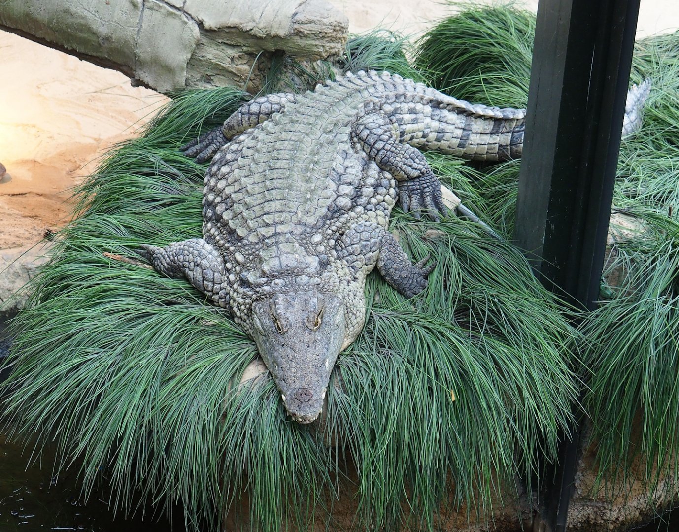 South African Nile crocodile (Crocodylus niloticus cowiei), 2023-08-15