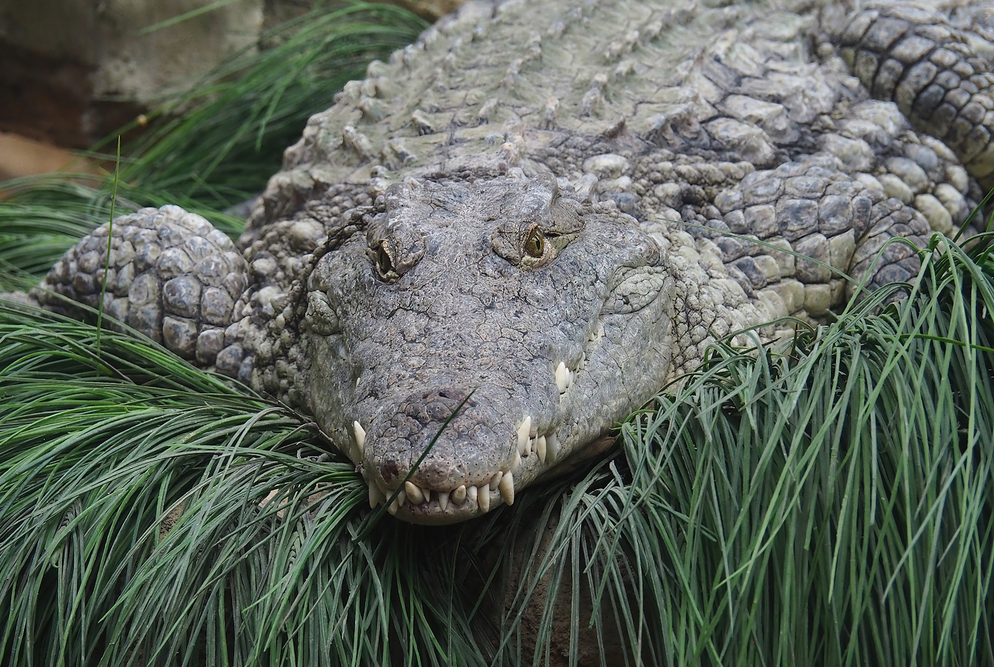 South African Nile crocodile (Crocodylus niloticus cowiei), 2023-08-15