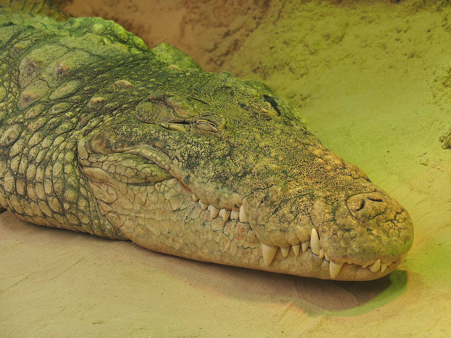 South African Nile crocodile (Crocodylus niloticus cowiei), 2024-04-06
