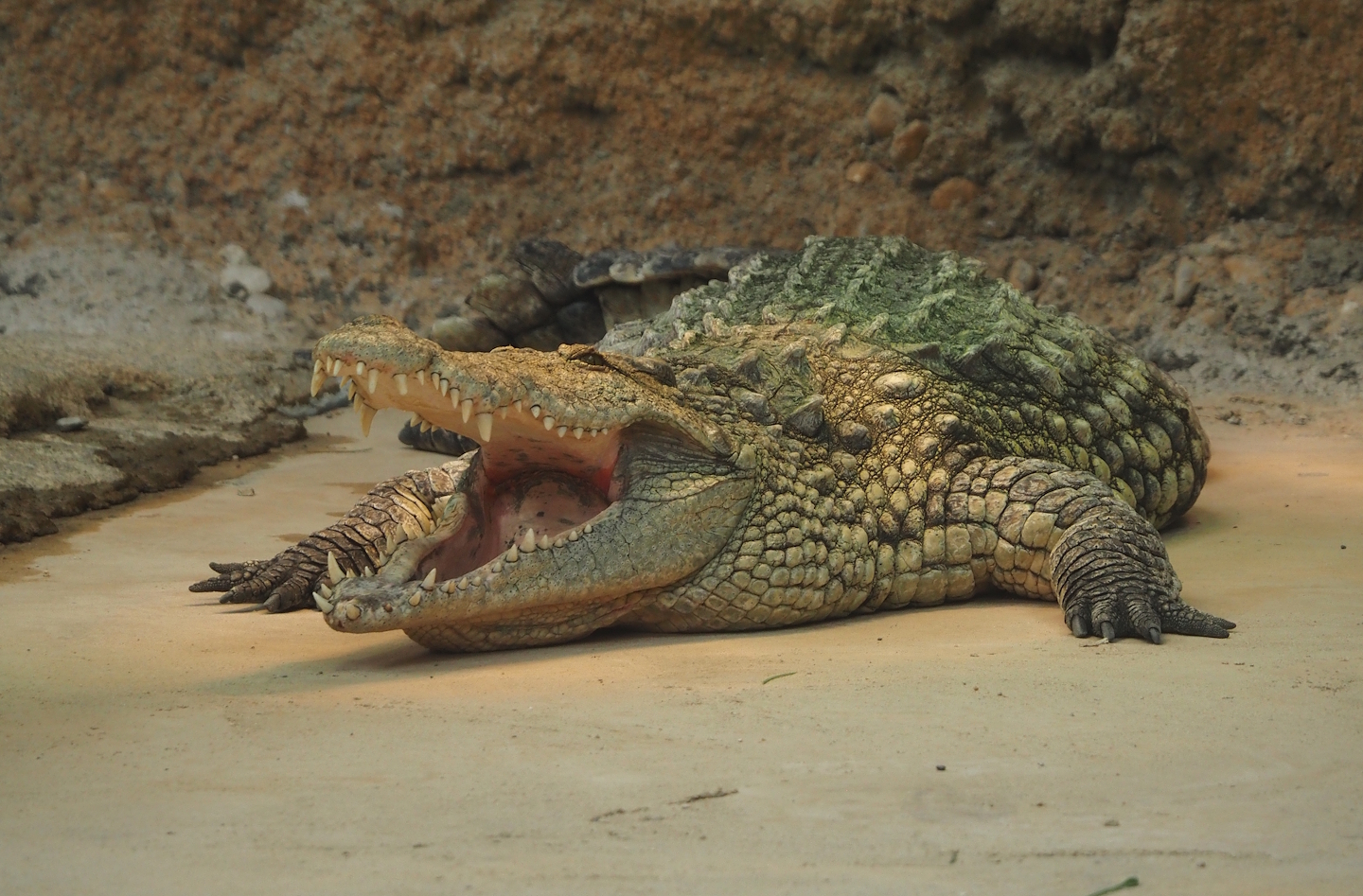 South African Nile crocodile (Crocodylus niloticus cowiei), 2025-04-30