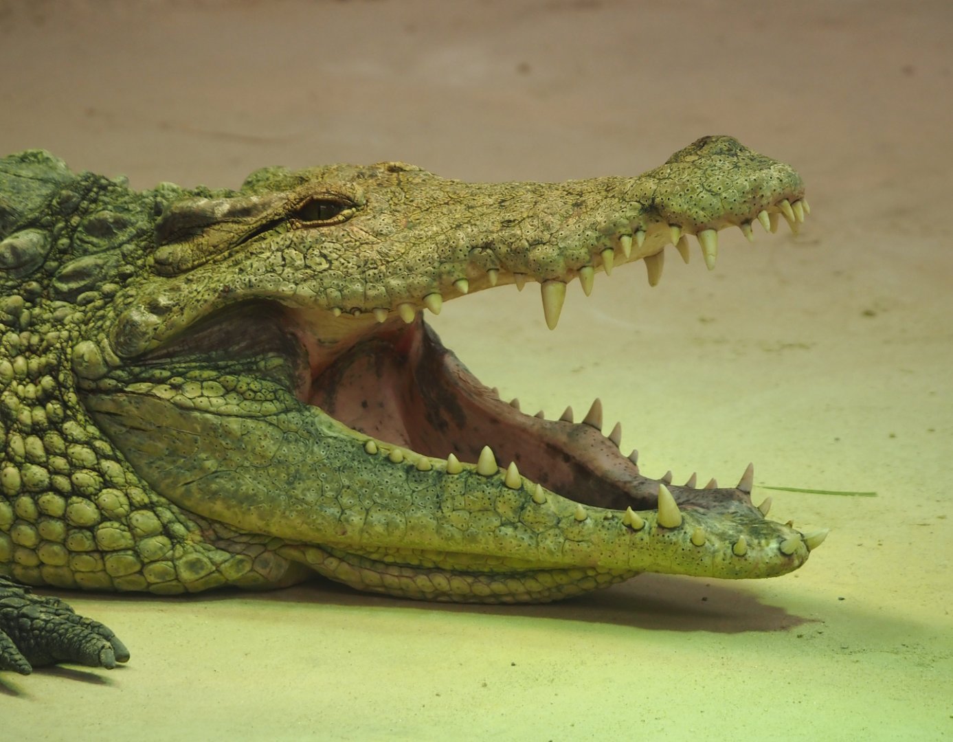 South African Nile crocodile (Crocodylus niloticus cowiei), 2025-04-30