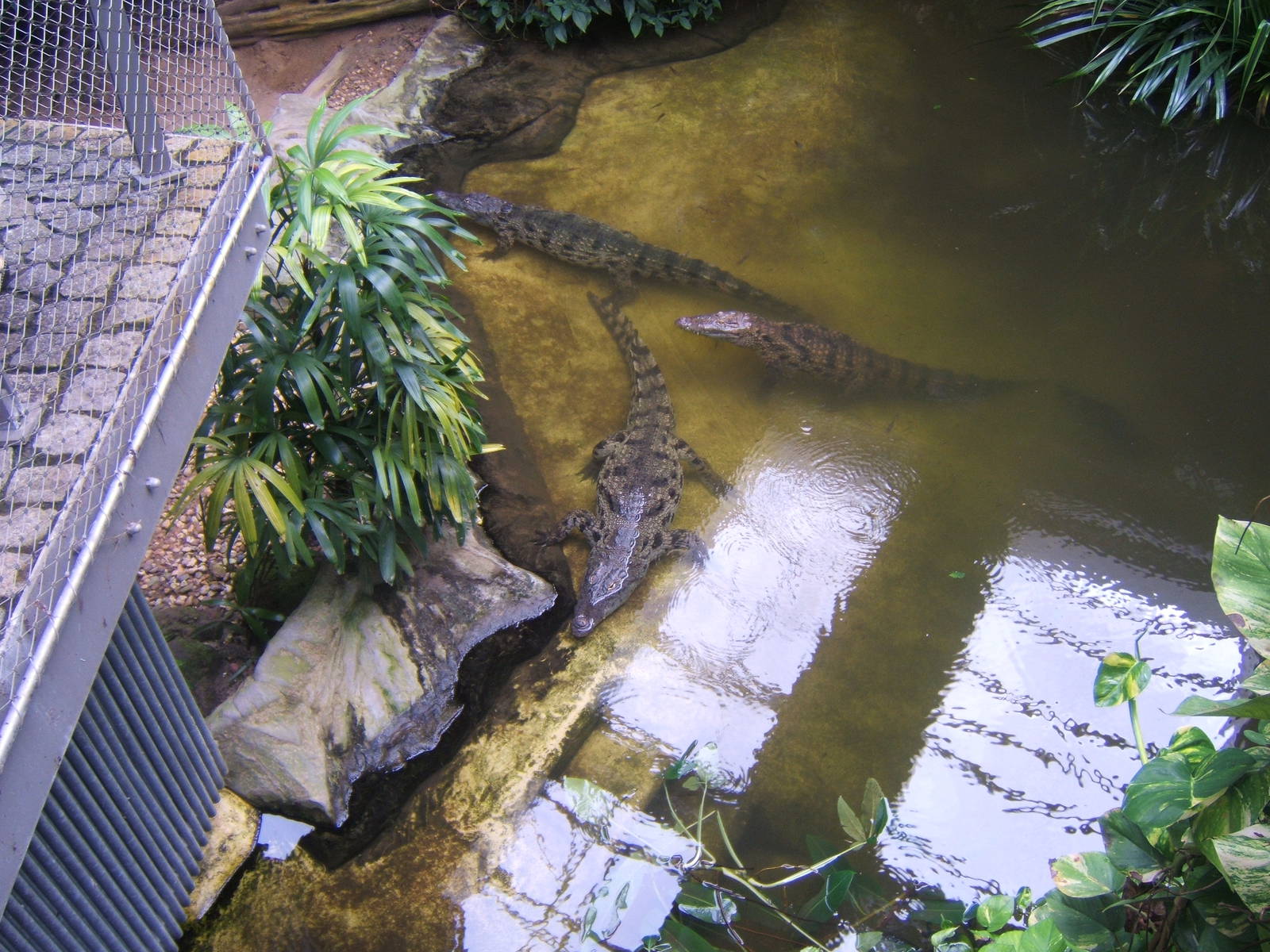 South African Nile Crocodile (Crocodylus niloticus cowiei)
