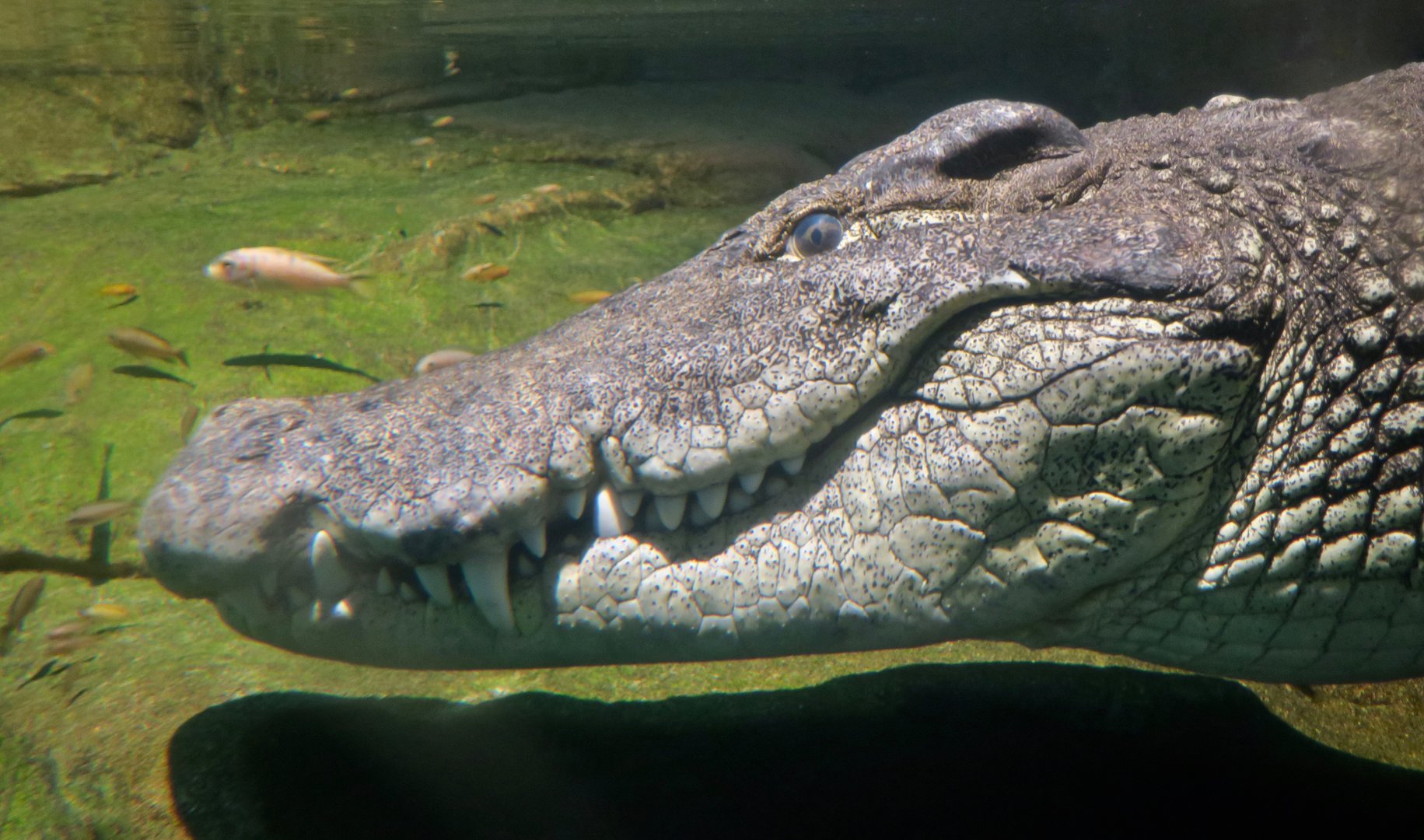South African Nile Crocodile (Crocodylus niloticus cowiei)
