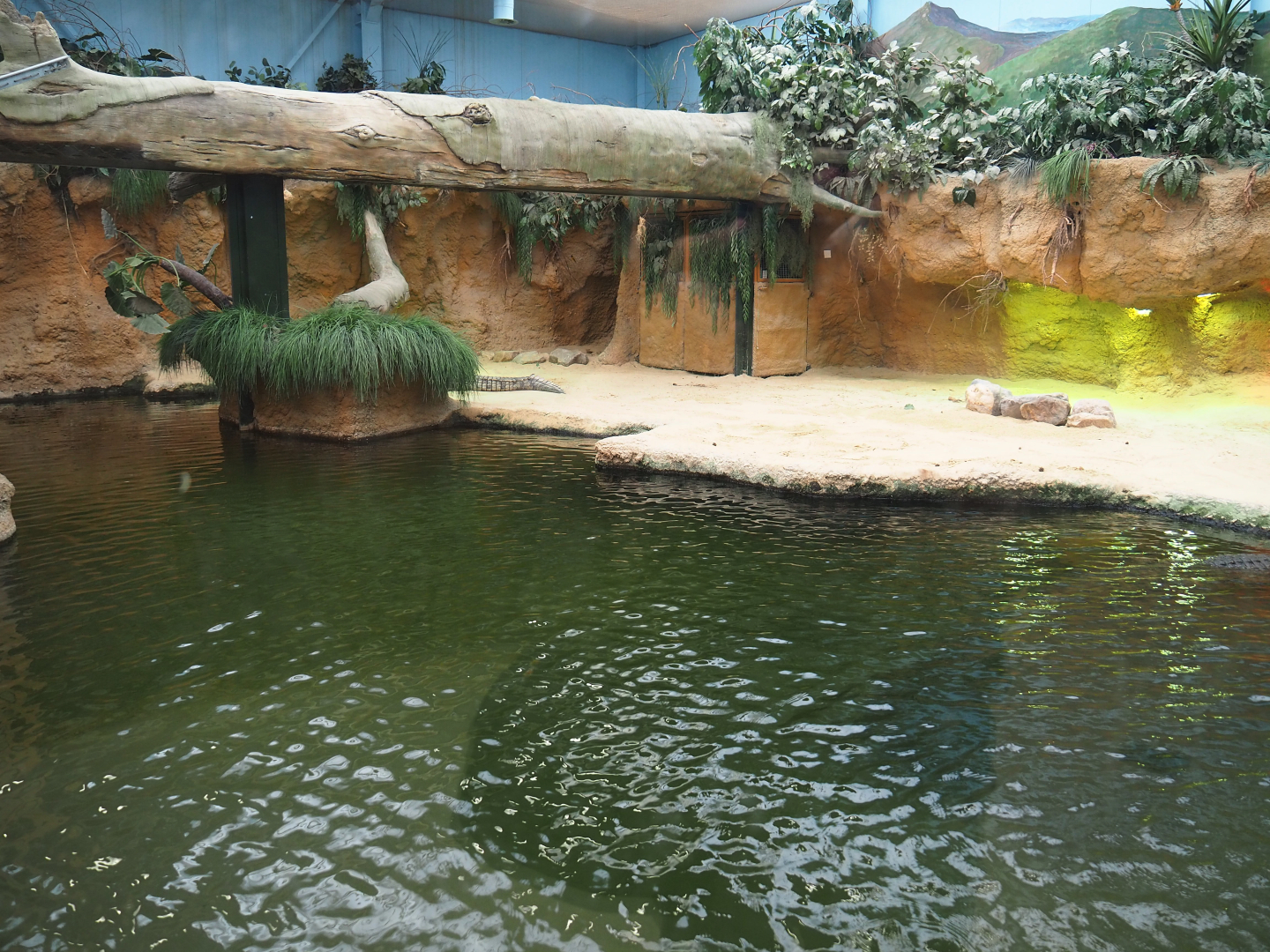 South African Nile crocodile exhibit, 2019-09-15