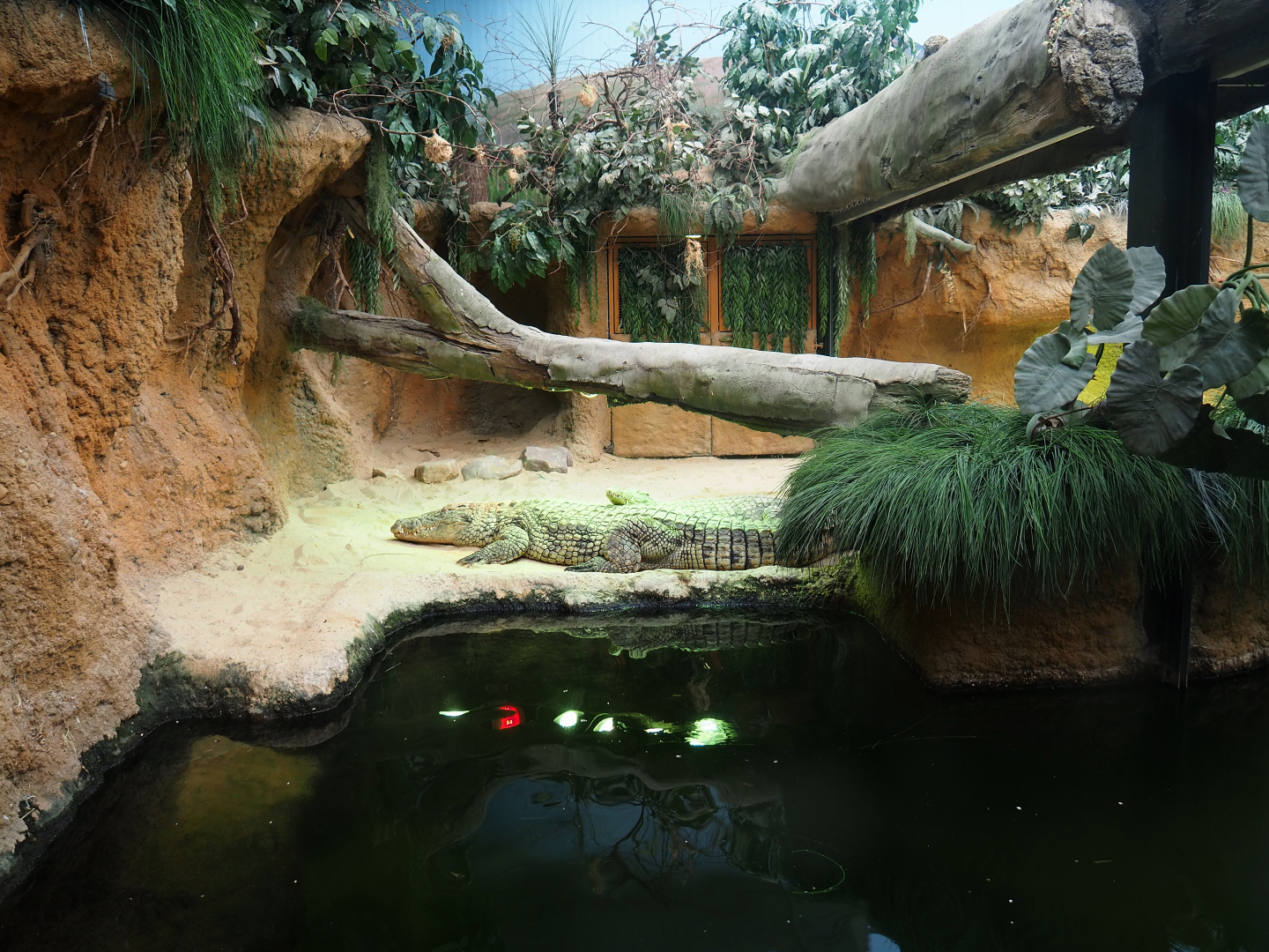 South African Nile crocodile exhibit, 2019-09-15