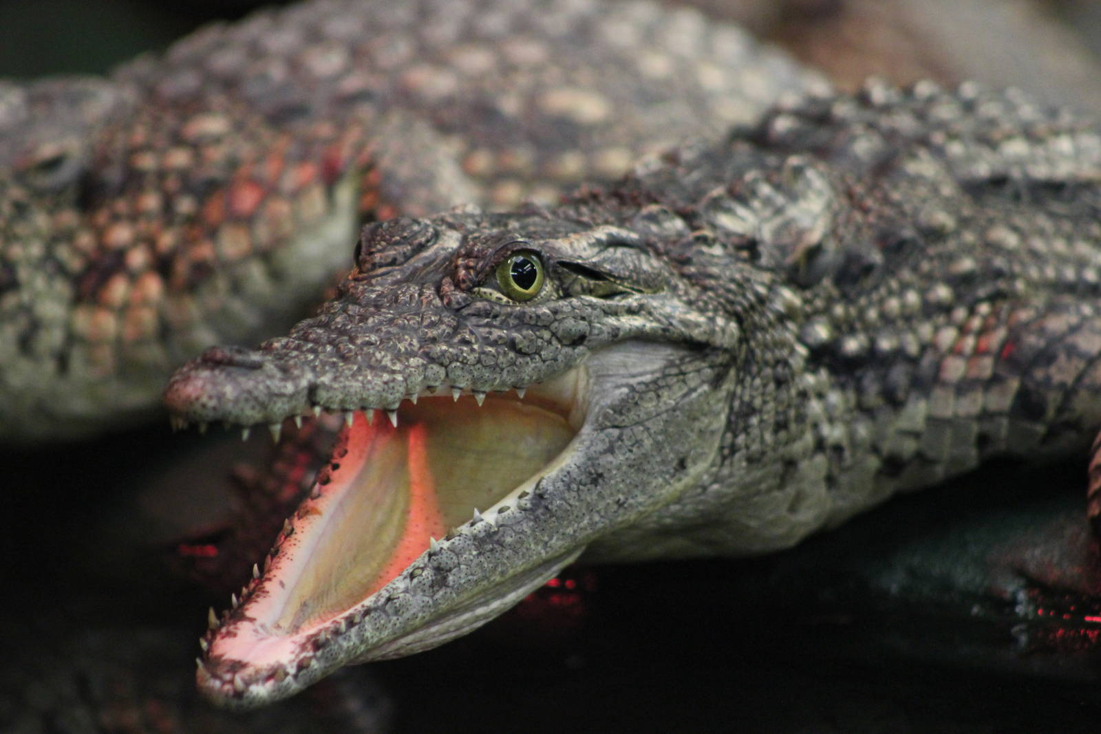 South African Nile crocodile
