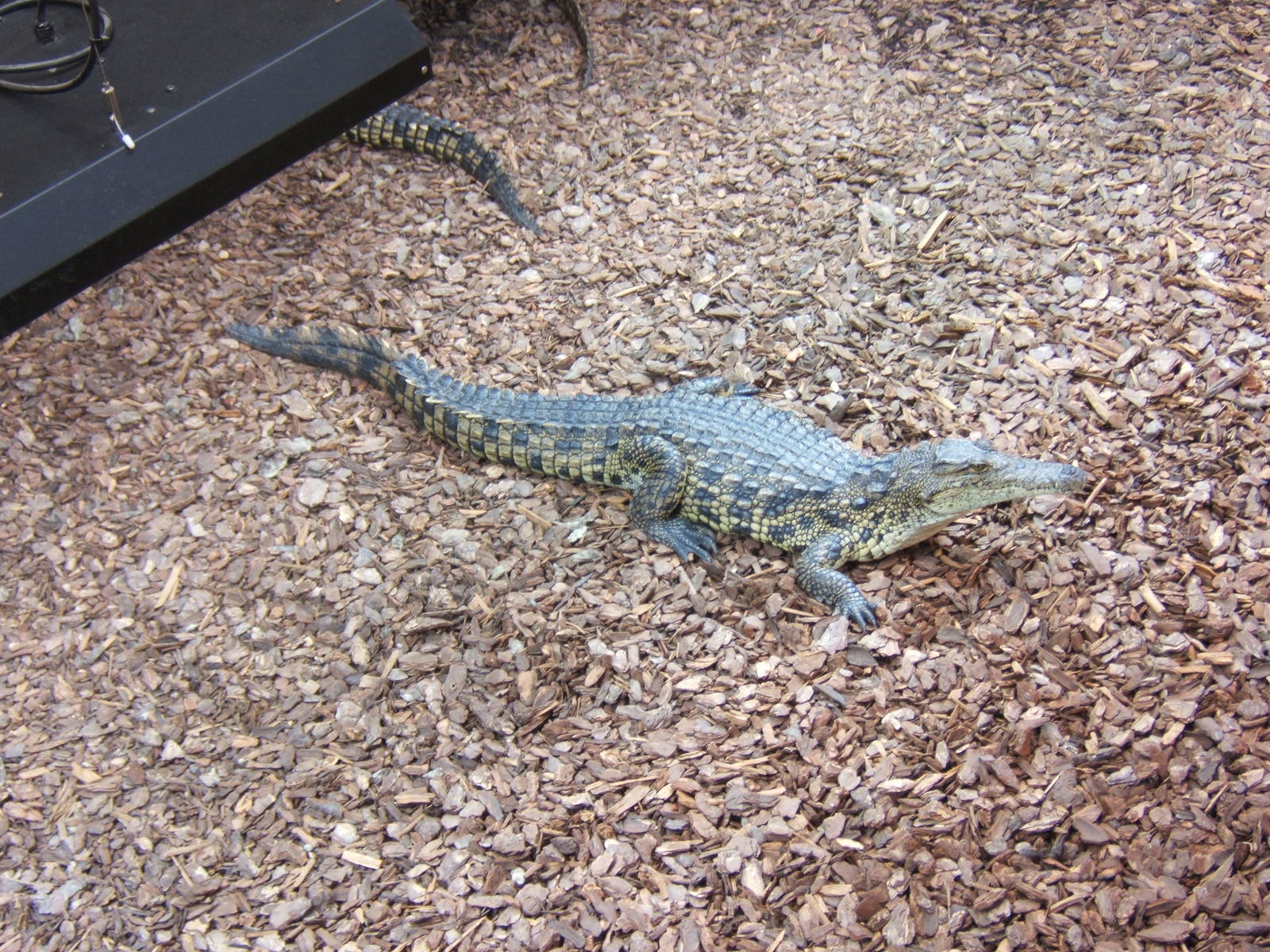 South African Nile Crocodile