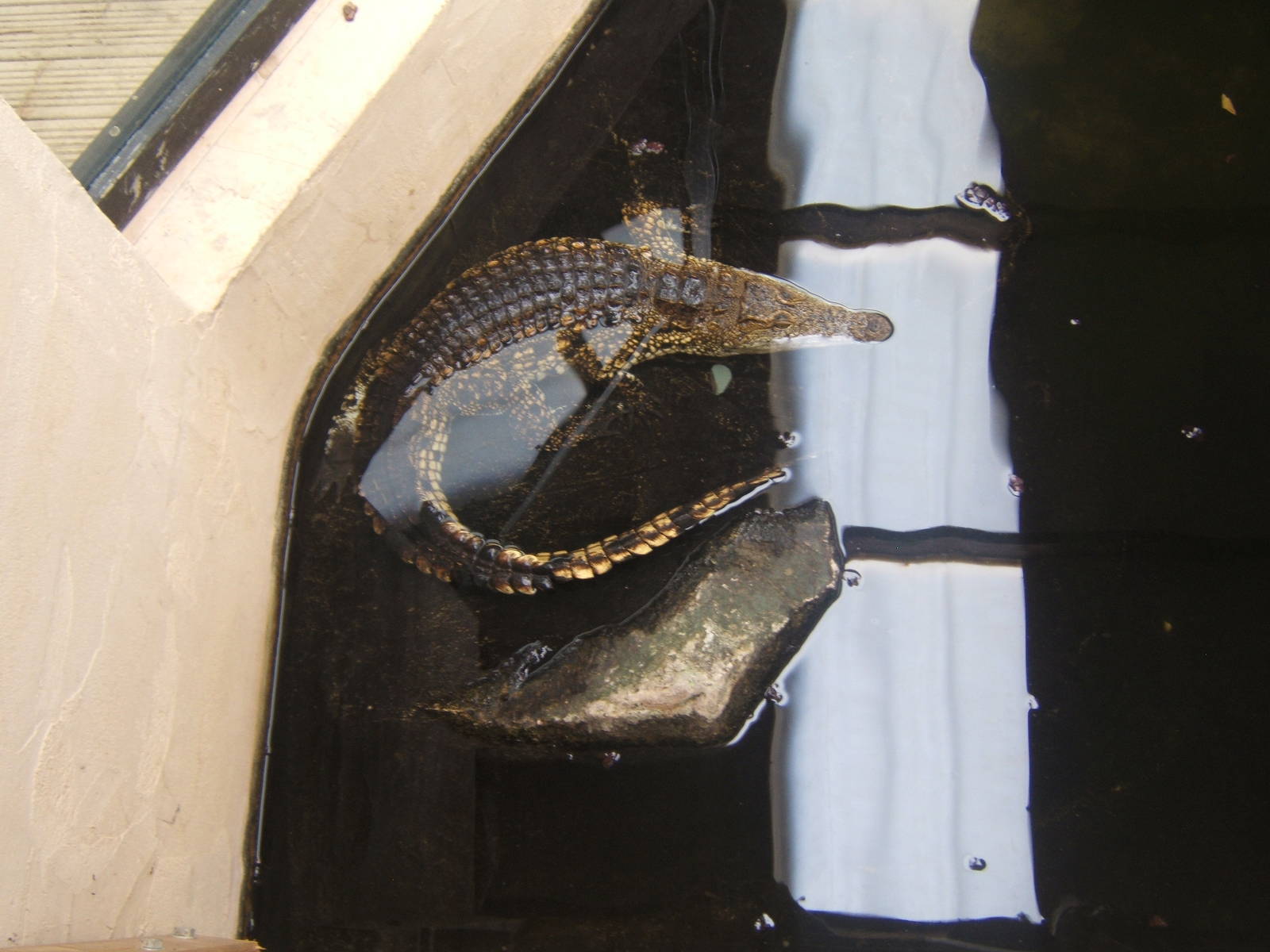 South African Nile Crocodile