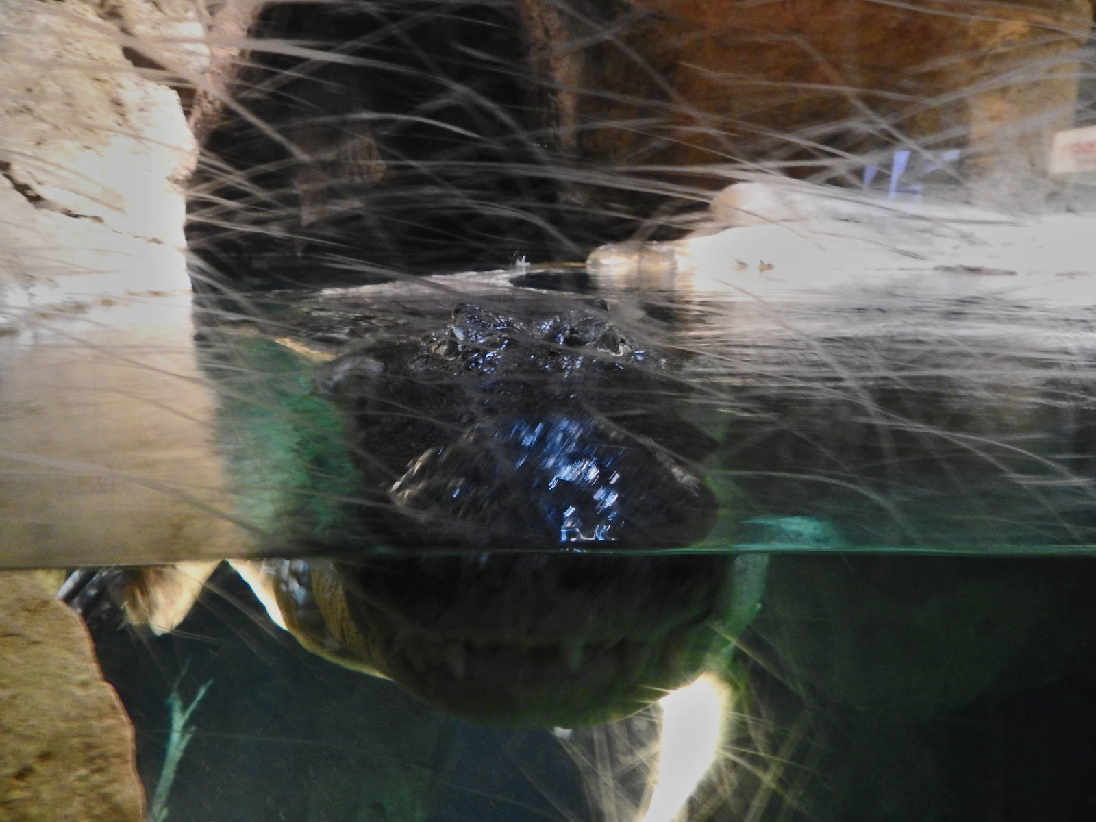 South African Nile Crocodile